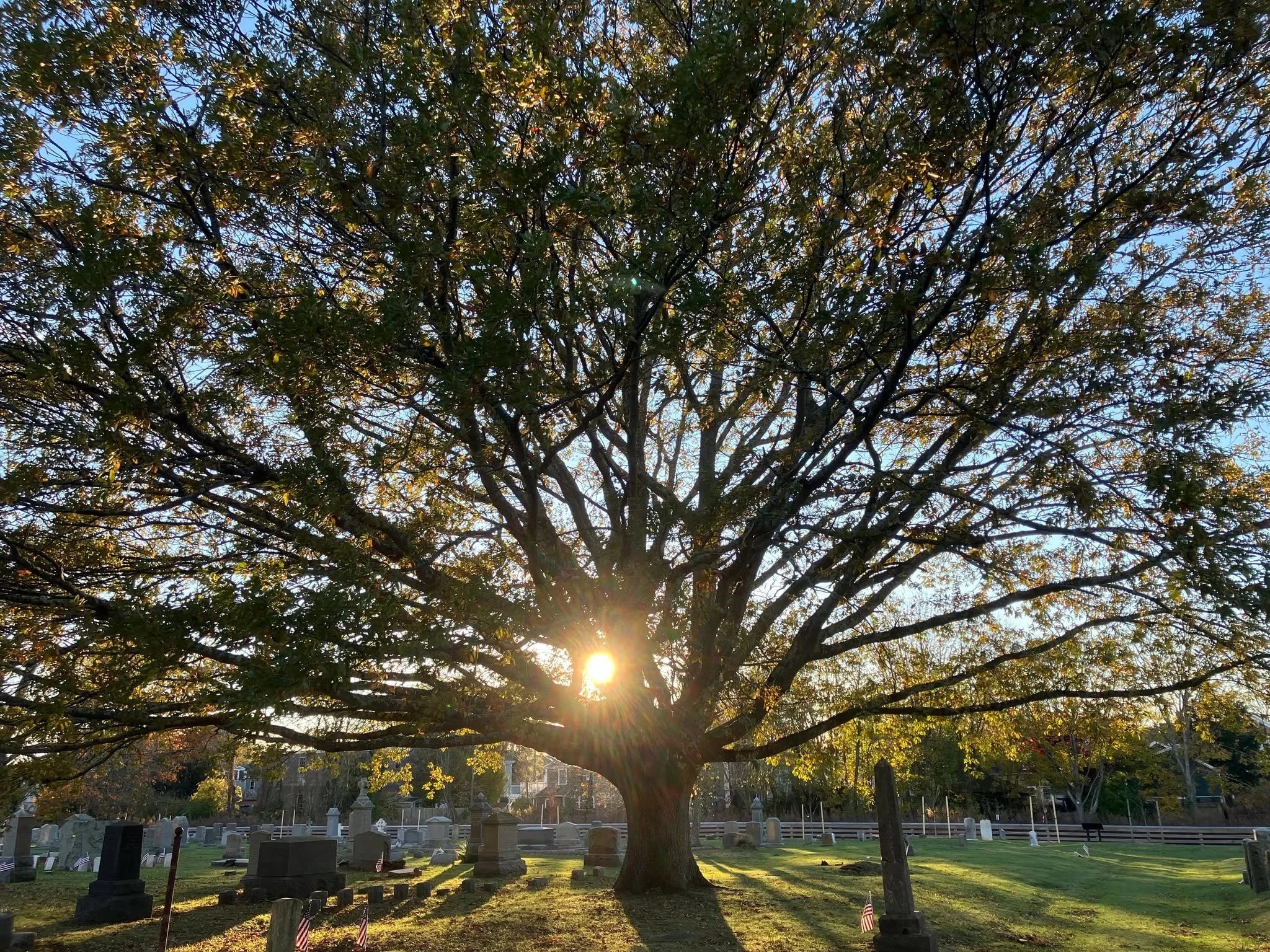 📣2025 Tree of the Year🥇

As we make peace with 2025 being written in stone, it&rsquo;s time to reflect on another amazing year working with (and enjoying) the incredible collection of trees in the great city of Newport. The year 2025 gifted us a co