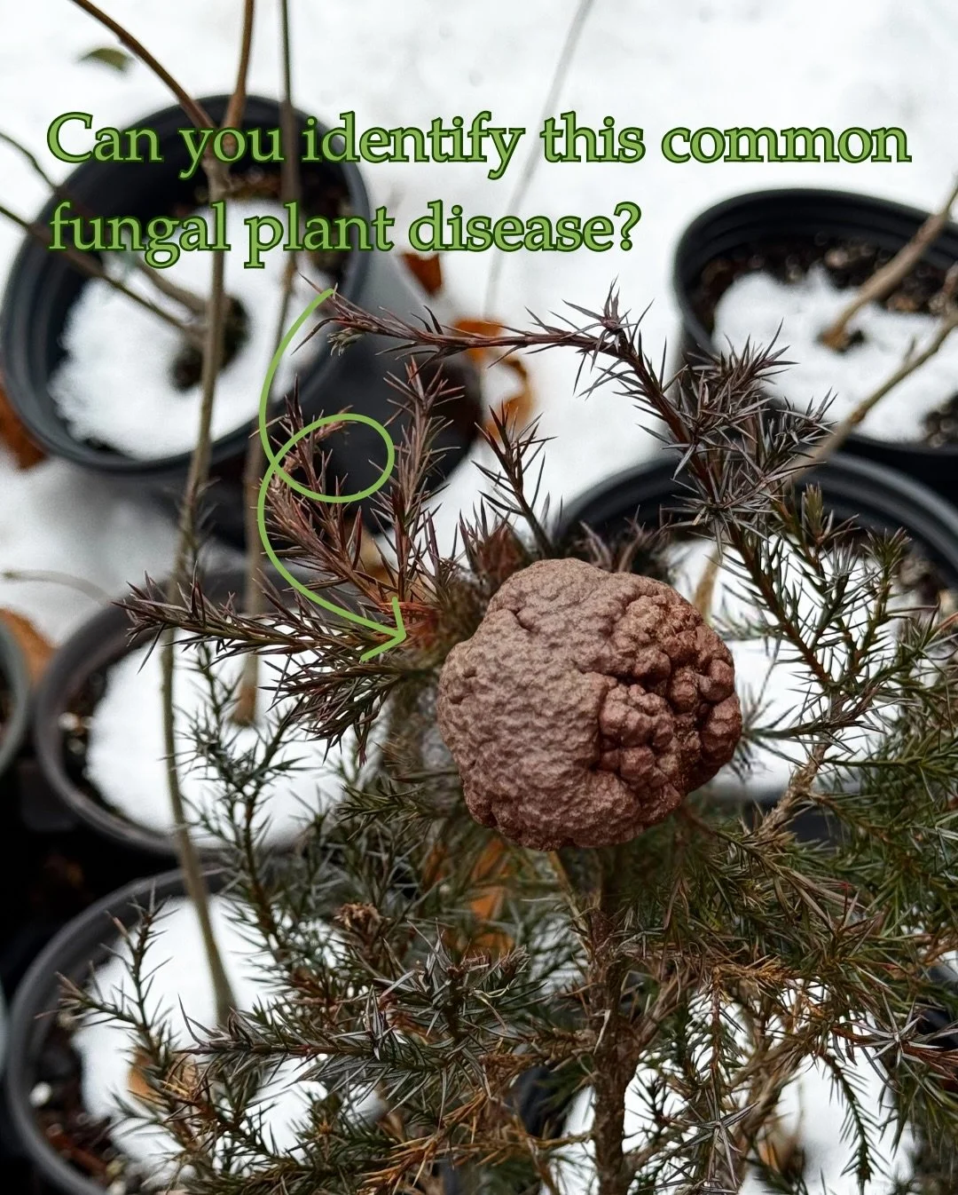 Can you identify this fungal plant disease? 🧠🍎🌲

That strange, brain-looking growth isn&rsquo;t from a sci-fi movie&hellip;it&rsquo;s cedar apple rust, a fungal disease that cycles between cedar trees and apple or crabapple trees as part of its li