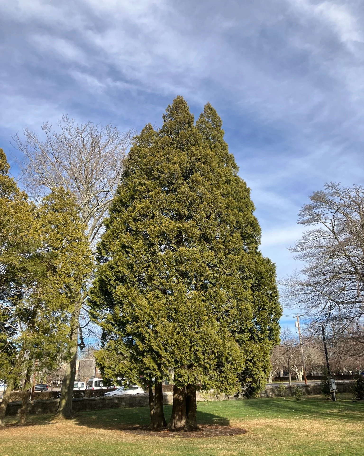 The incredibly handsome Japanese arborvitae (Thuja standishii) growing in Salve Regina&rsquo;s arboretum is this week&rsquo;s feature tree, located near the Gerety Hall green and in the heart of Salve&rsquo;s tree collection. The true identity of thi