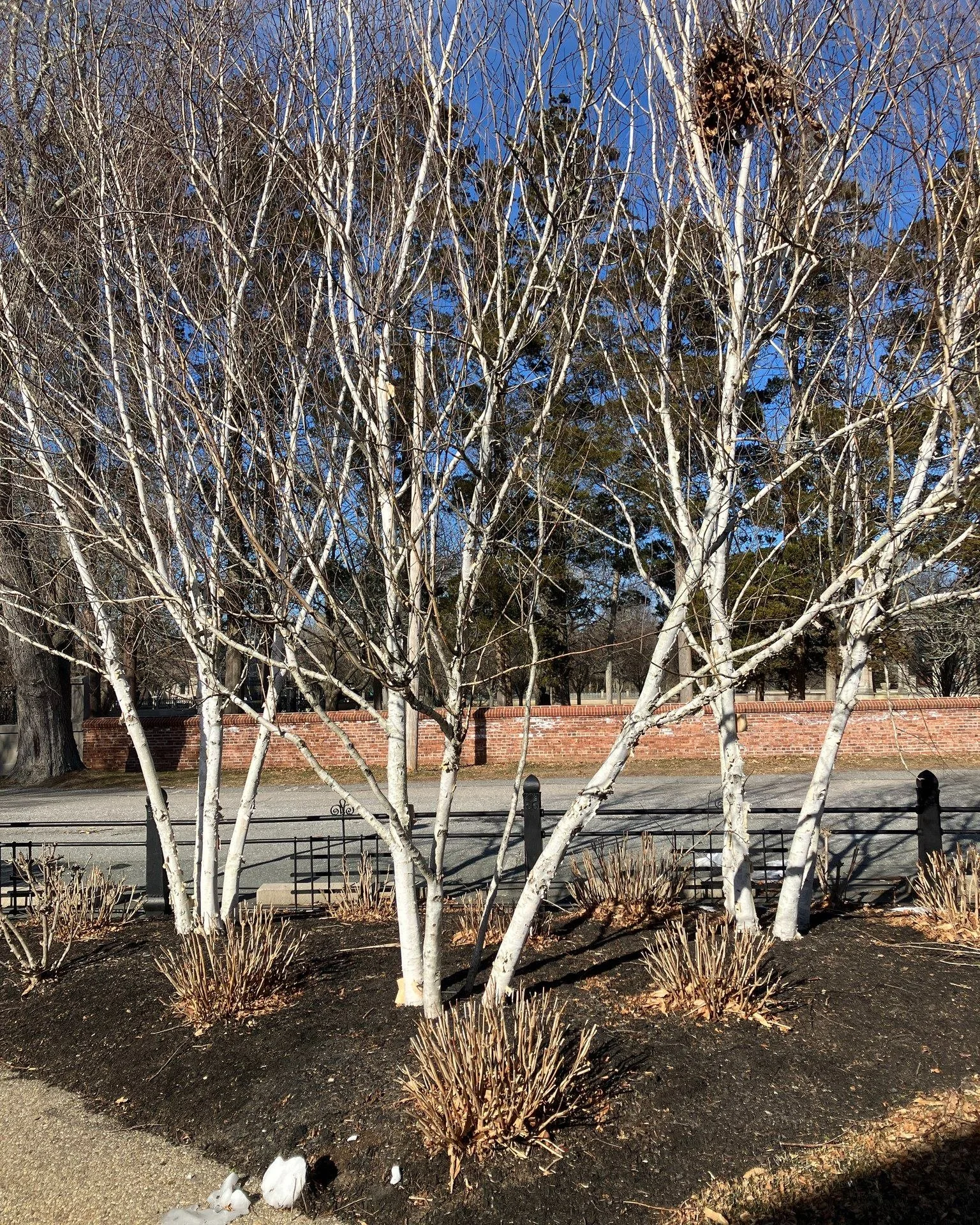 As we brace for a winter storm in coastal New England, let&rsquo;s admire a snow-colored tree that may be nearly invisible at the time of posting, the Himalayan Birch (Betula utilis &lsquo;Dorenbos&rsquo;) on the campus of Salve Regina University. A 