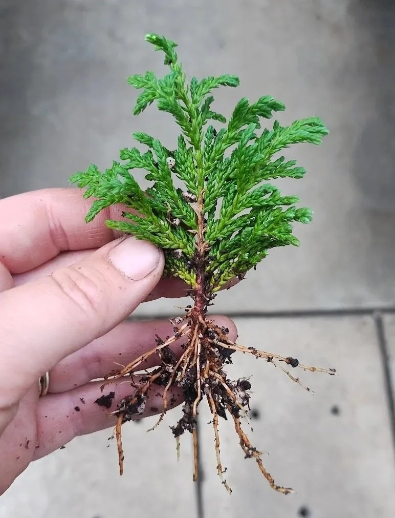 June - Propagation success! Lovely roots growing from a Squarrosa Intermedia ( Chamaecyparis pisifera   ‘Squarrosa Intermedia’) cutting taken in February.