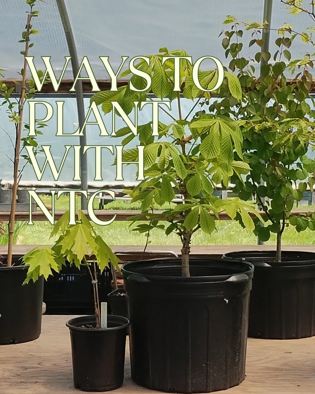 It may feel like we&rsquo;re in the thick of winter, but we&rsquo;re already thinking about getting more trees in the ground. 🌳 

Watch for upcoming opportunities to get involved with NTC&rsquo;s Community and Commemorative Tree Program.

#newportri