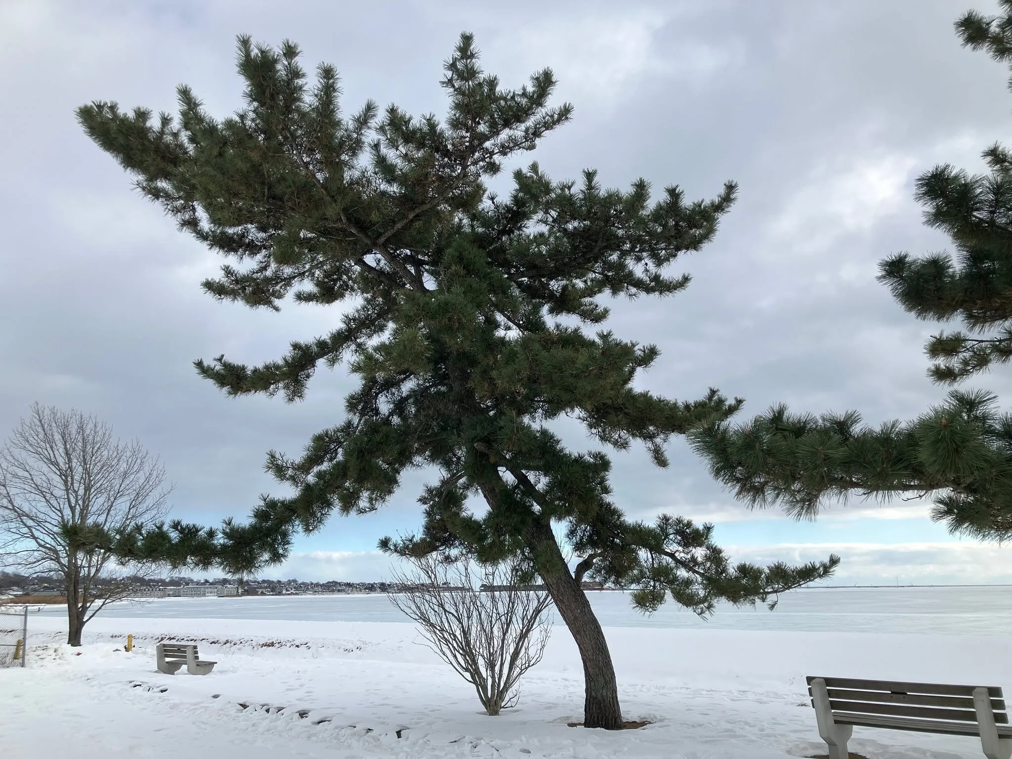 The pair of artistically posed Japanese black pines (Pinus thunbergii) near the basketball court at Braga Park are the feature trees for this week, surrounded on all sides by snow, ice, and the rolling ocean far in the background. Japanese black pine