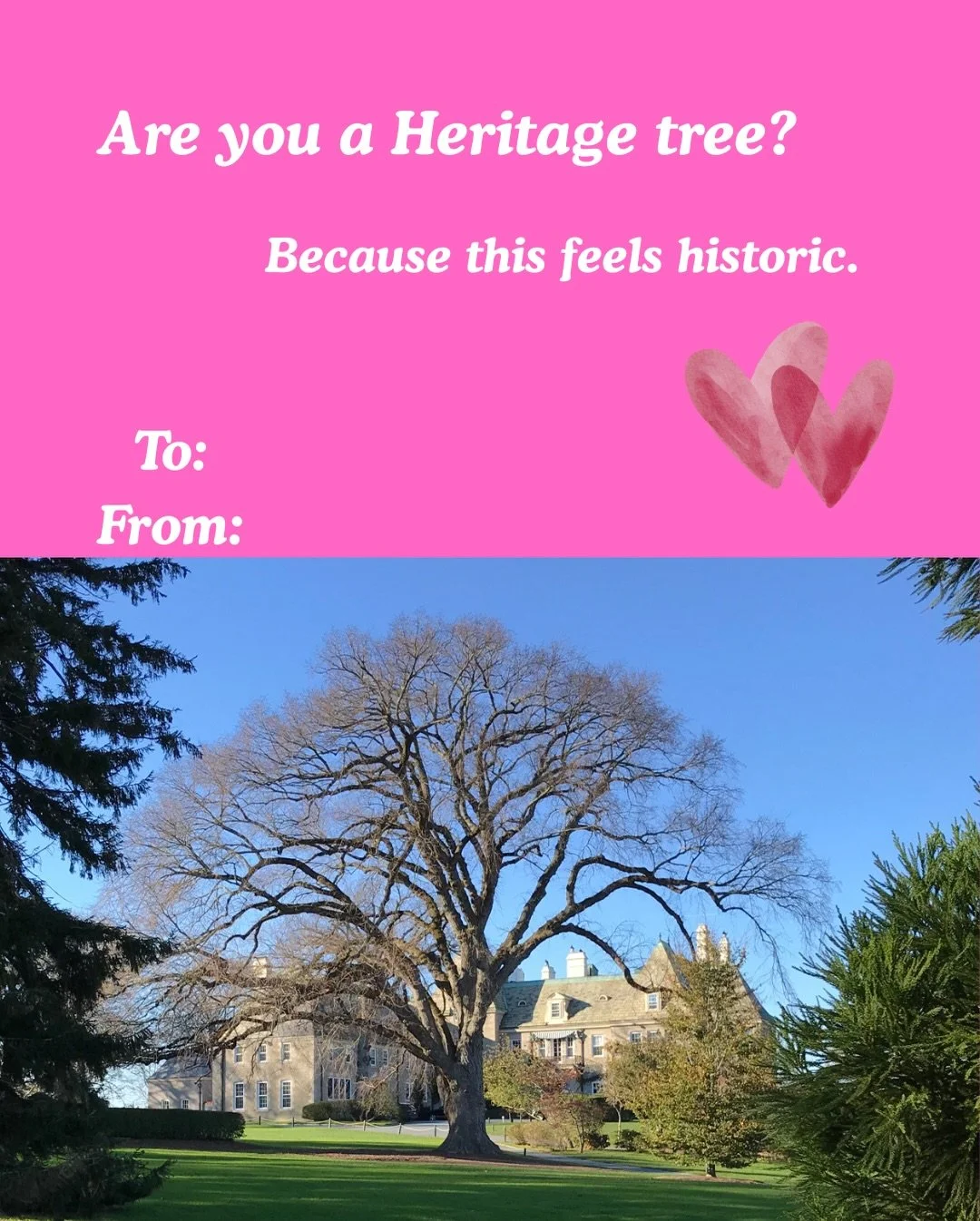 Valentine&rsquo;s Day - Newport tree canopy edition. 😎💗🌳

#newportri #historictrees #valentinesday #treecare #lovetrees🌳