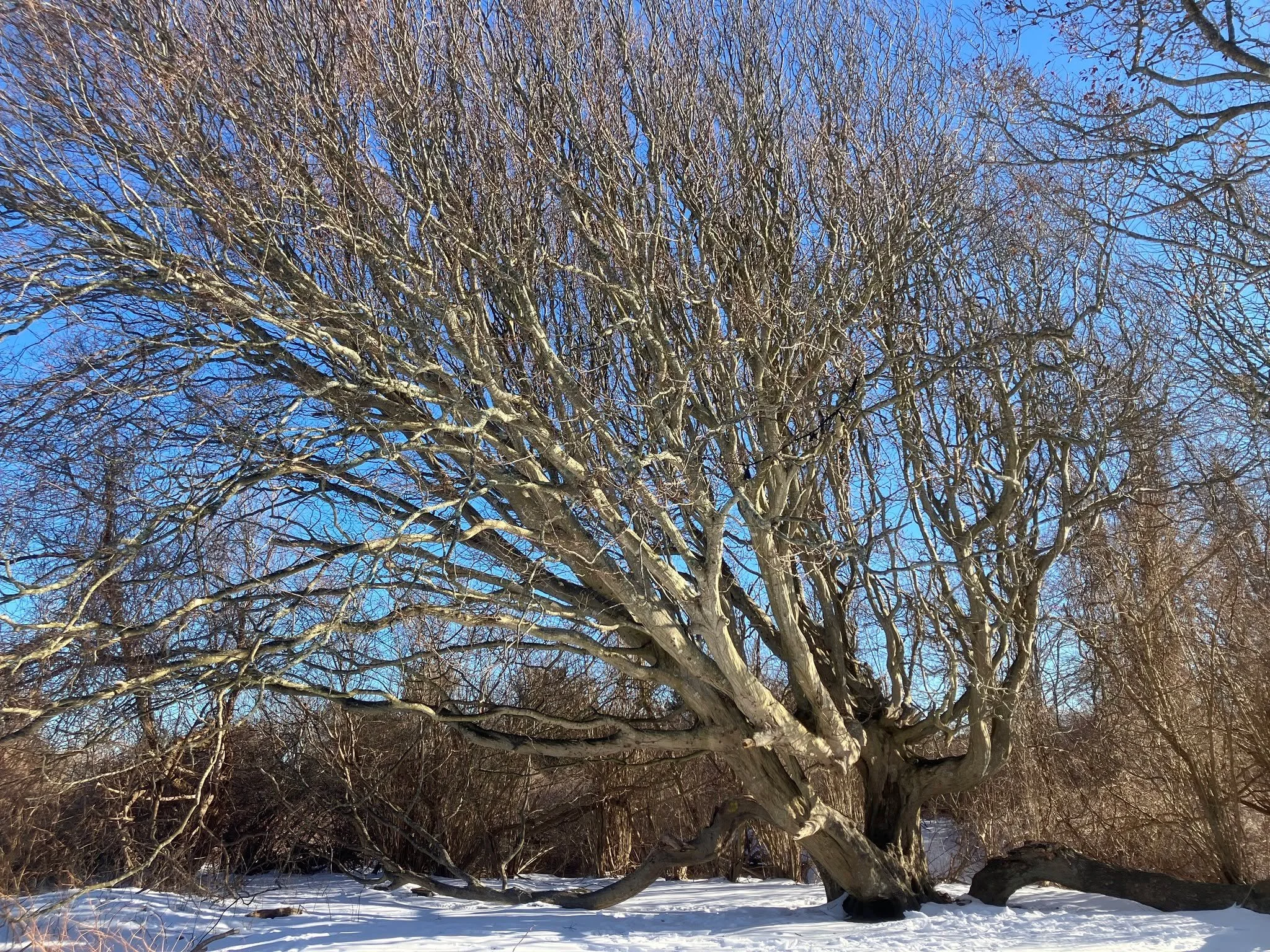 We venture to a snow-covered Breton Point State Park to witness a very special old tree, a venerable European Hornbeam (Carpinus betulus) that looks like it comes straight out of a fairy tale. Seedling hornbeams grow with a sense of free spirit and a