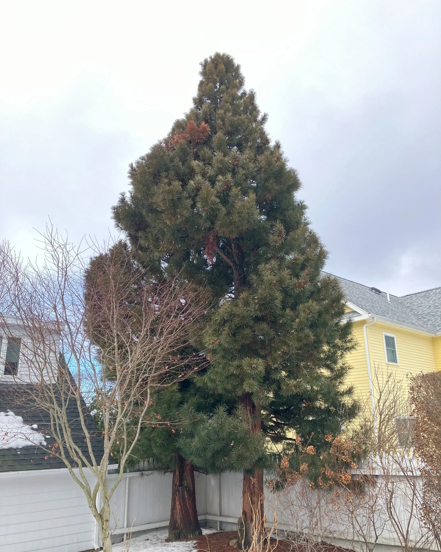 The fascinating Japanese umbrella pine (Sciadopitys verticillata), growing as a morphed pair, are this week&rsquo;s feature trees, located on Coggeshall Avenue and sharing the property with our newly established nursery. Umbrella pine is one of the m