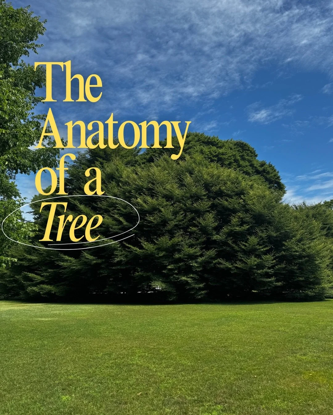 The basics of the anatomy of a tree &mdash; because there&rsquo;s a lot more going on than meets the eye. 🌳🌲 

#newportri #heritagetrees #treeanatomy #heritagetree #beechtrees