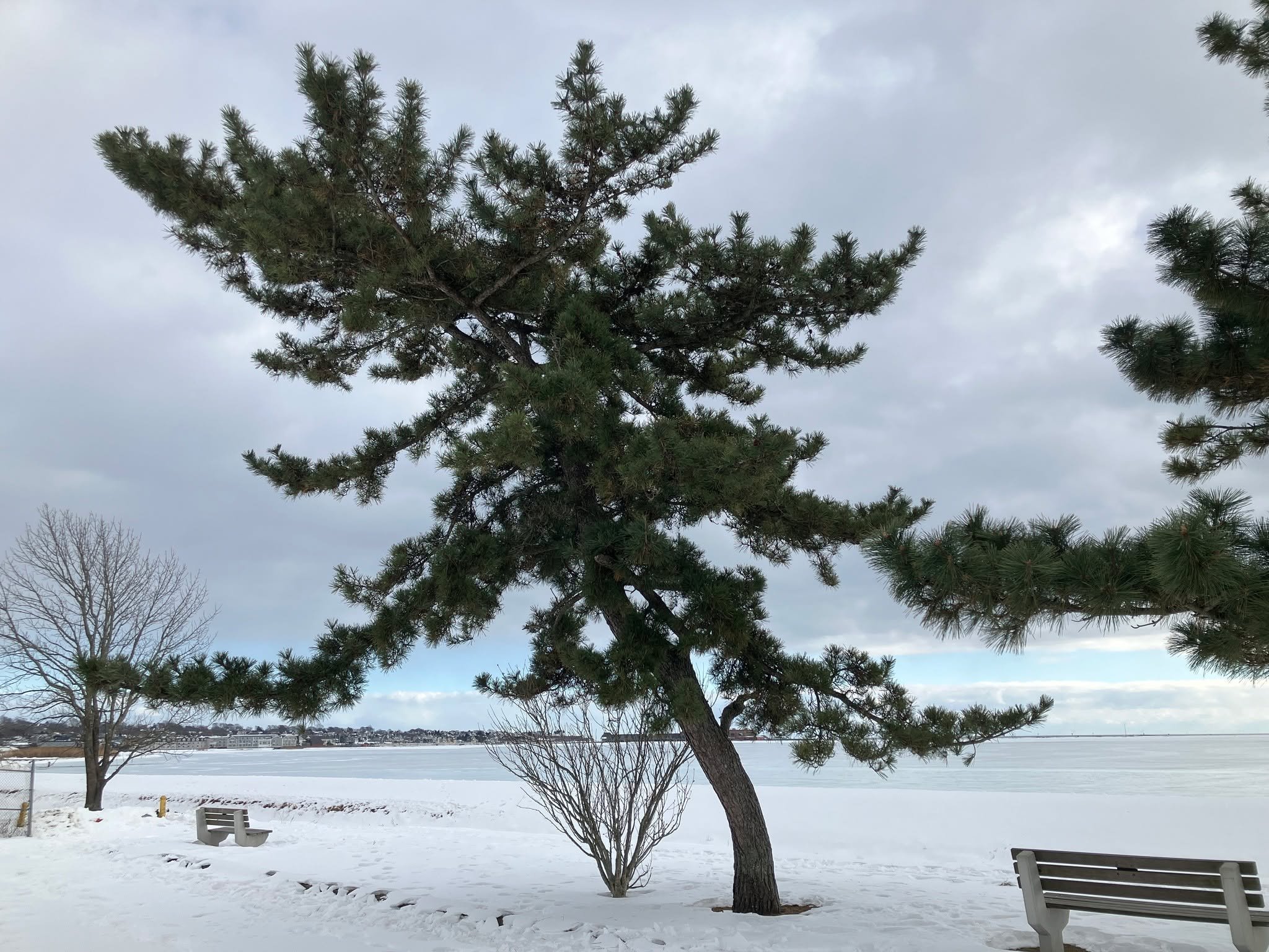 The pair of artistically posed Japanese black pines (Pinus thunbergii) near the basketball court at Braga Park are the feature trees for this week, surrounded on all sides by snow, ice, and the rolling ocean far in the background. Japanese black pine