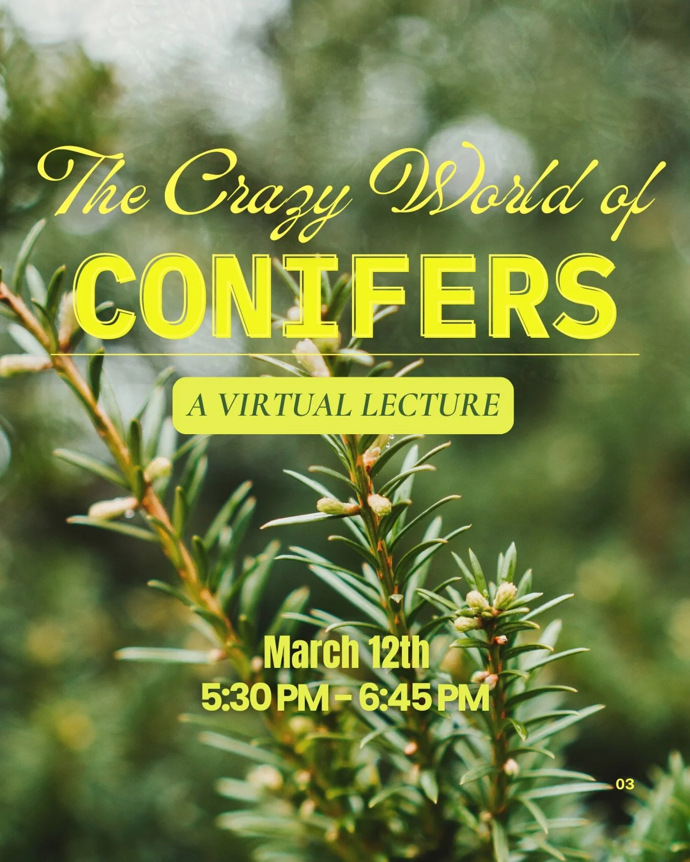 Join our Living Collections Manager, Joe Verstandig for a free virtual lecture on the wide world of conifers!🌲

The lecture will be held via zoom - registration is required. 
Click below, or visit the link in our bio to register. 
🔗 https://www.new