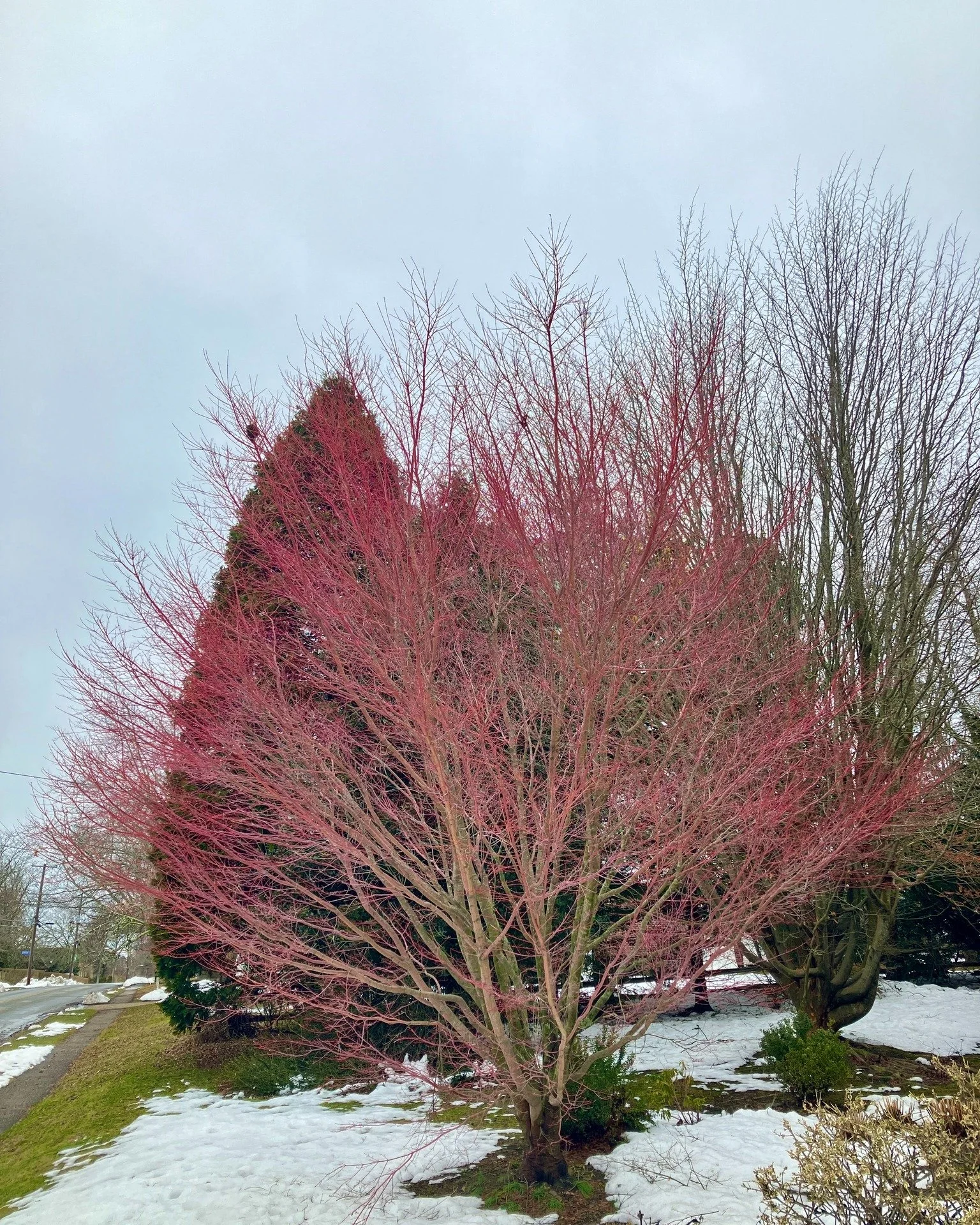 March is the best time of year to appreciate the highly prized and widely available Coral Bark Japanese maple (Acer palmatum &lsquo;Sango Kaku&rsquo;), utilized as a specimen tree on Harrison Avenue. As the snow melts away, ground thaws, and the days