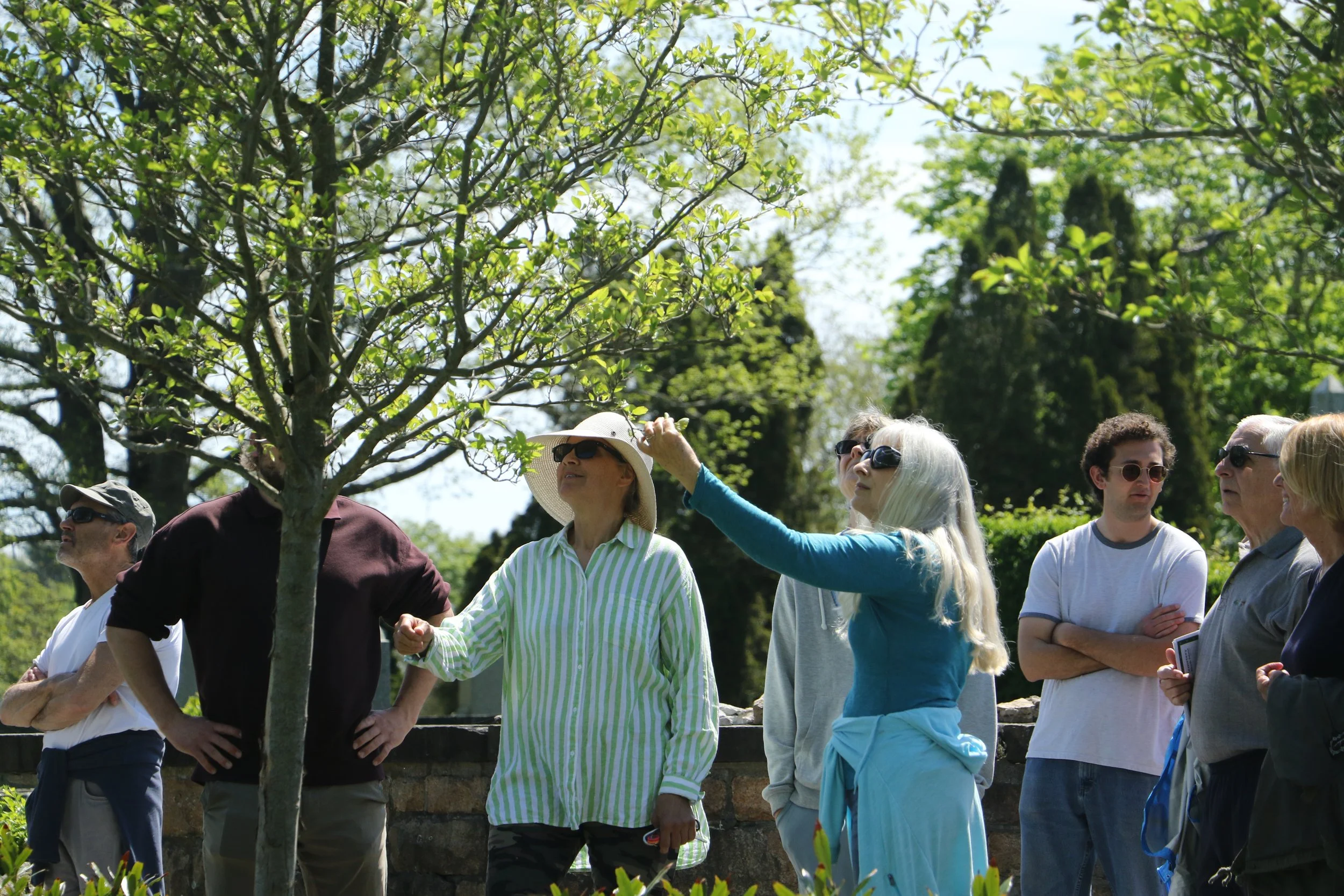 October Free Tree Walk: Island Cemetery 