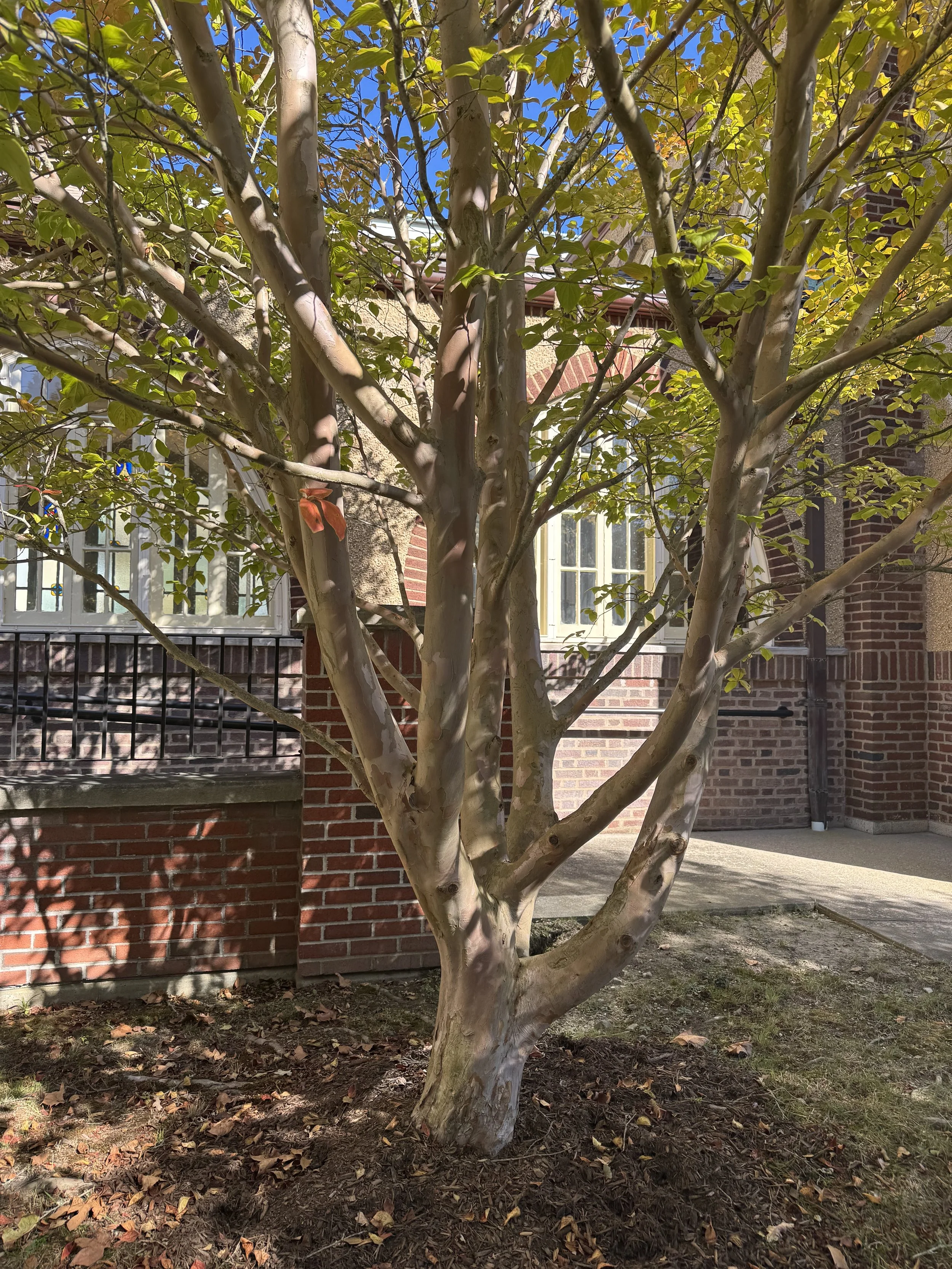 Arboretum Tour &amp; Workshop: Harbor House 