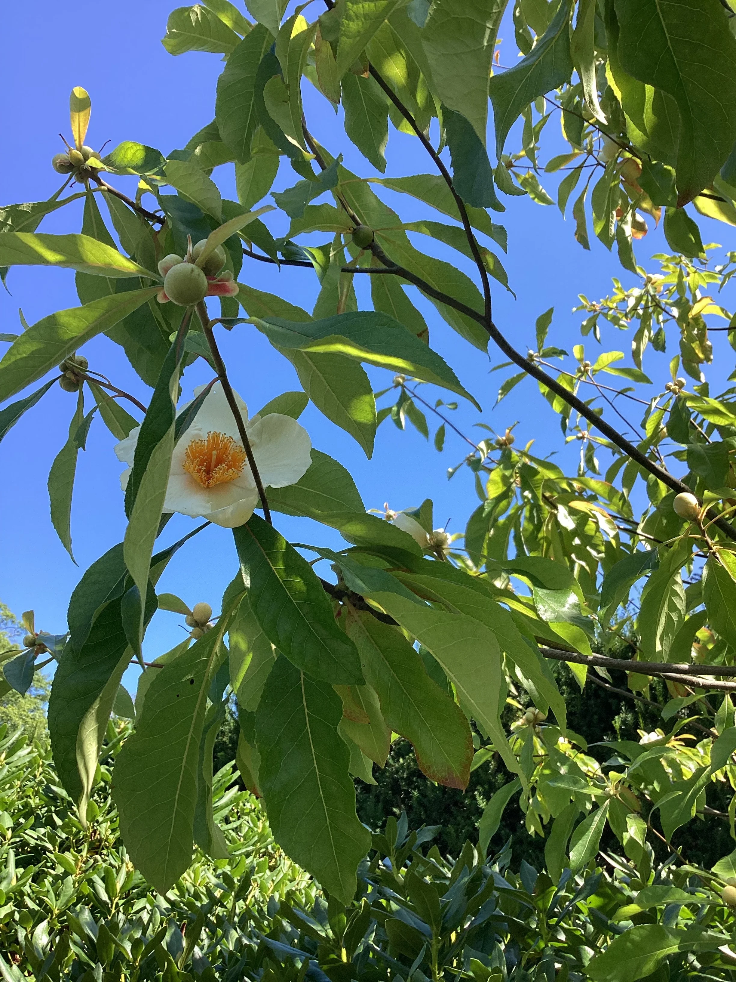 Arboretum Tour: Oakwood