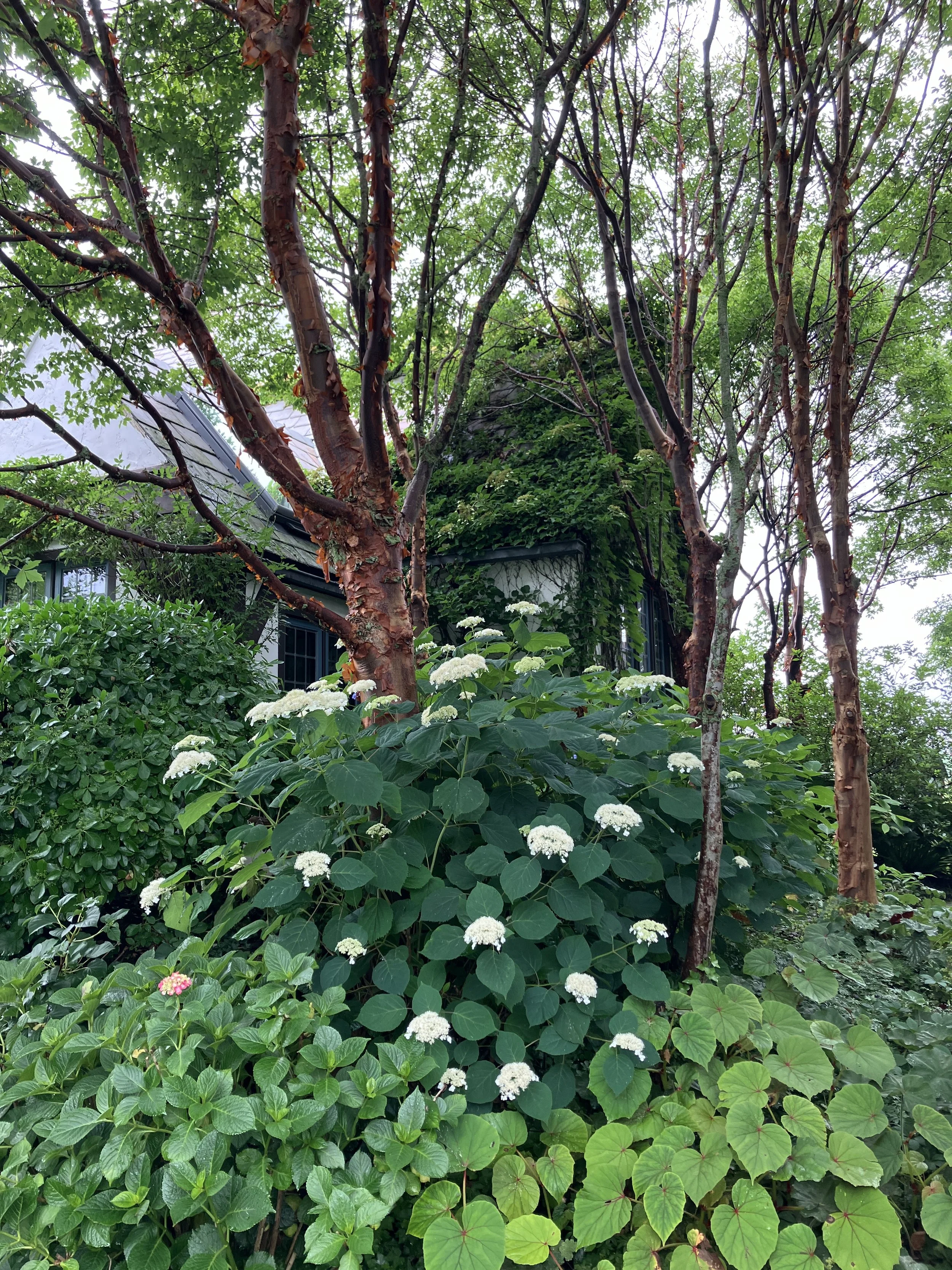 Arboretum Tour: Salt Marsh 