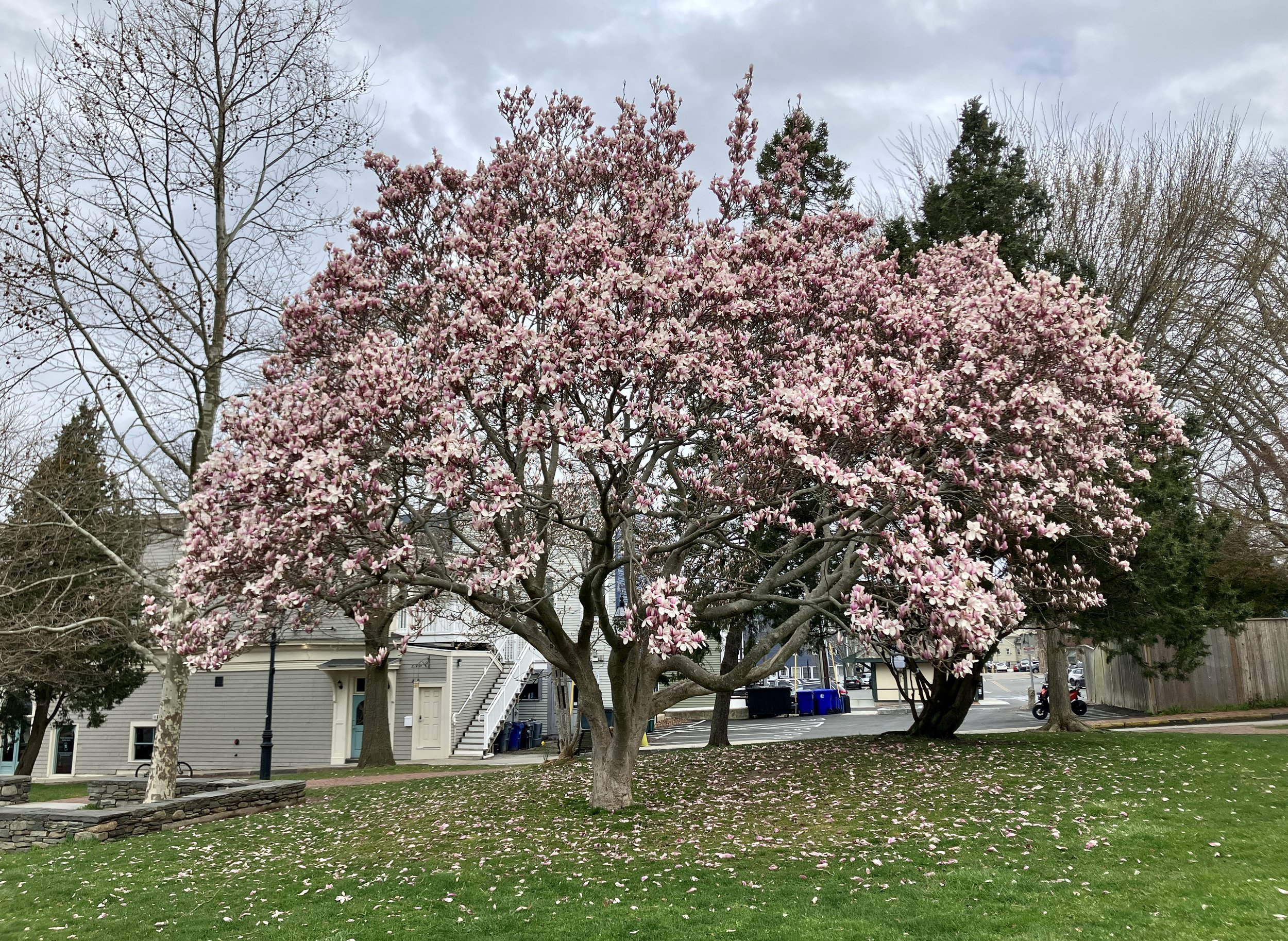 April Free Tree Walk:  Queen Anne’s Square