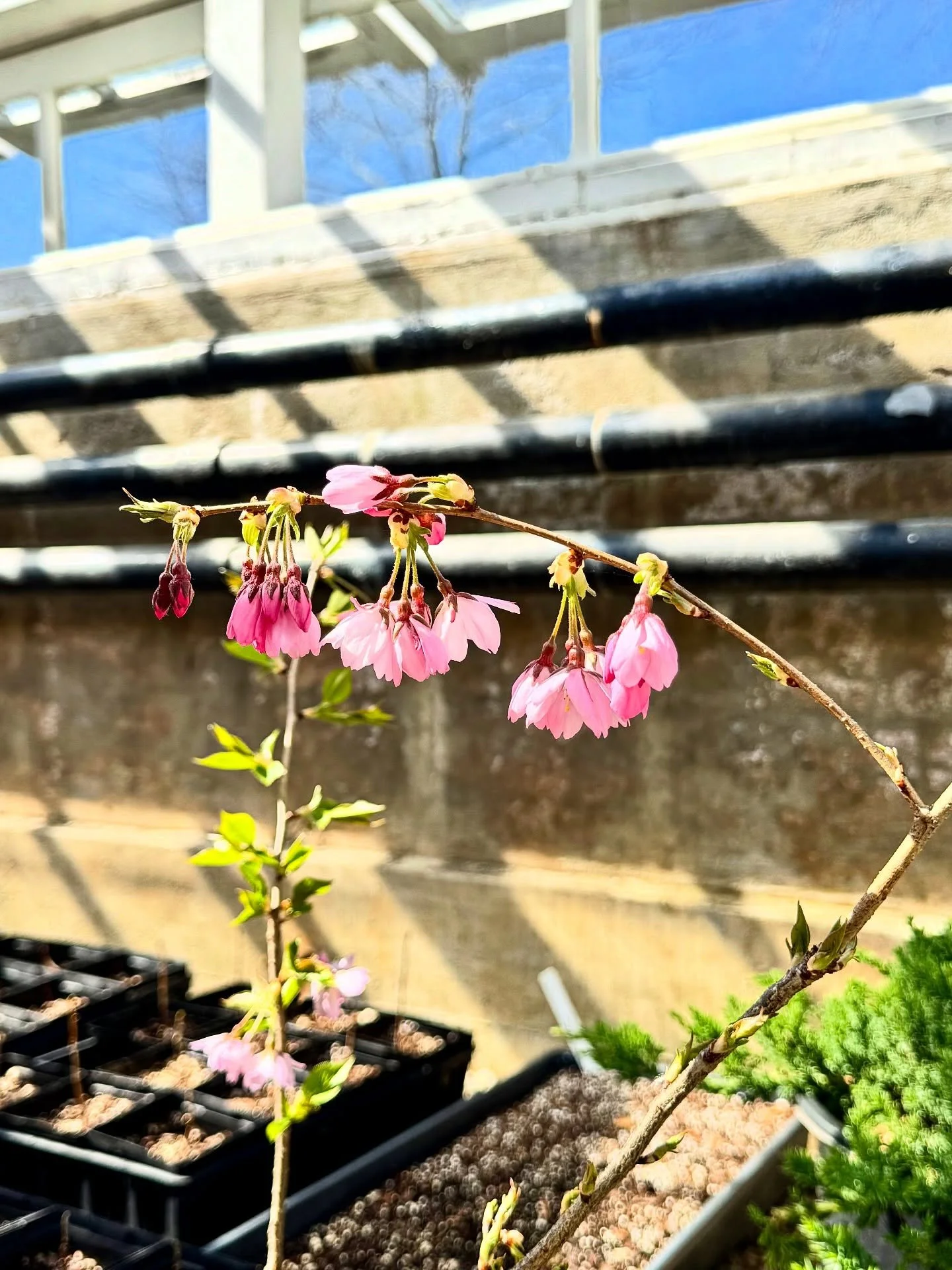 Spring has definitely sprung at the Minnie Cushing Coleman Heritage Tree Nursery 🌹🌸🌷🌻