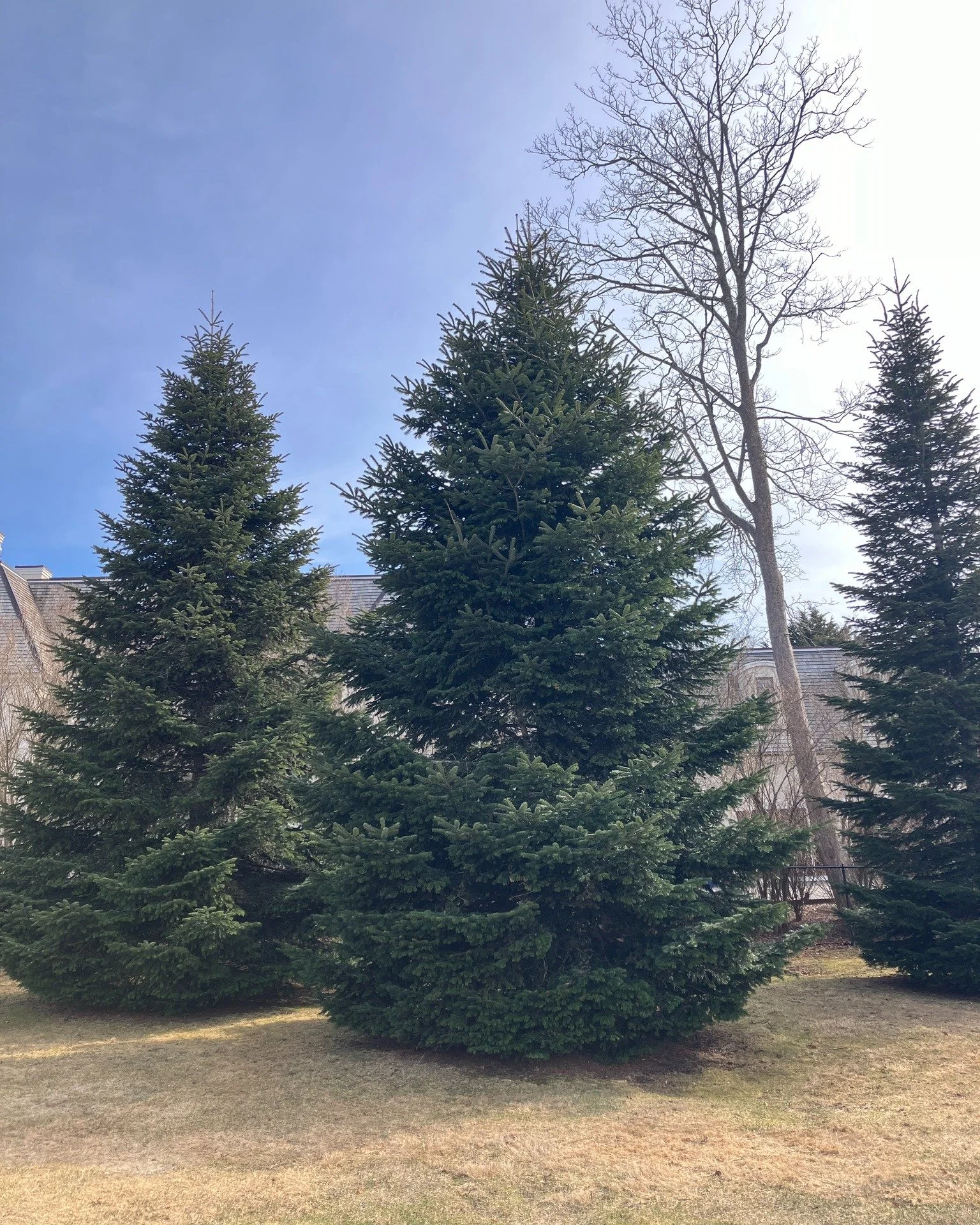 For our first weekly post of spring, let&rsquo;s stay in the winter landscape for a little while longer and look at a trio of Nordmann (Caucasian) firs (Abies nordmanniana). One of the most successful firs for coastal New England&rsquo;s cool climate