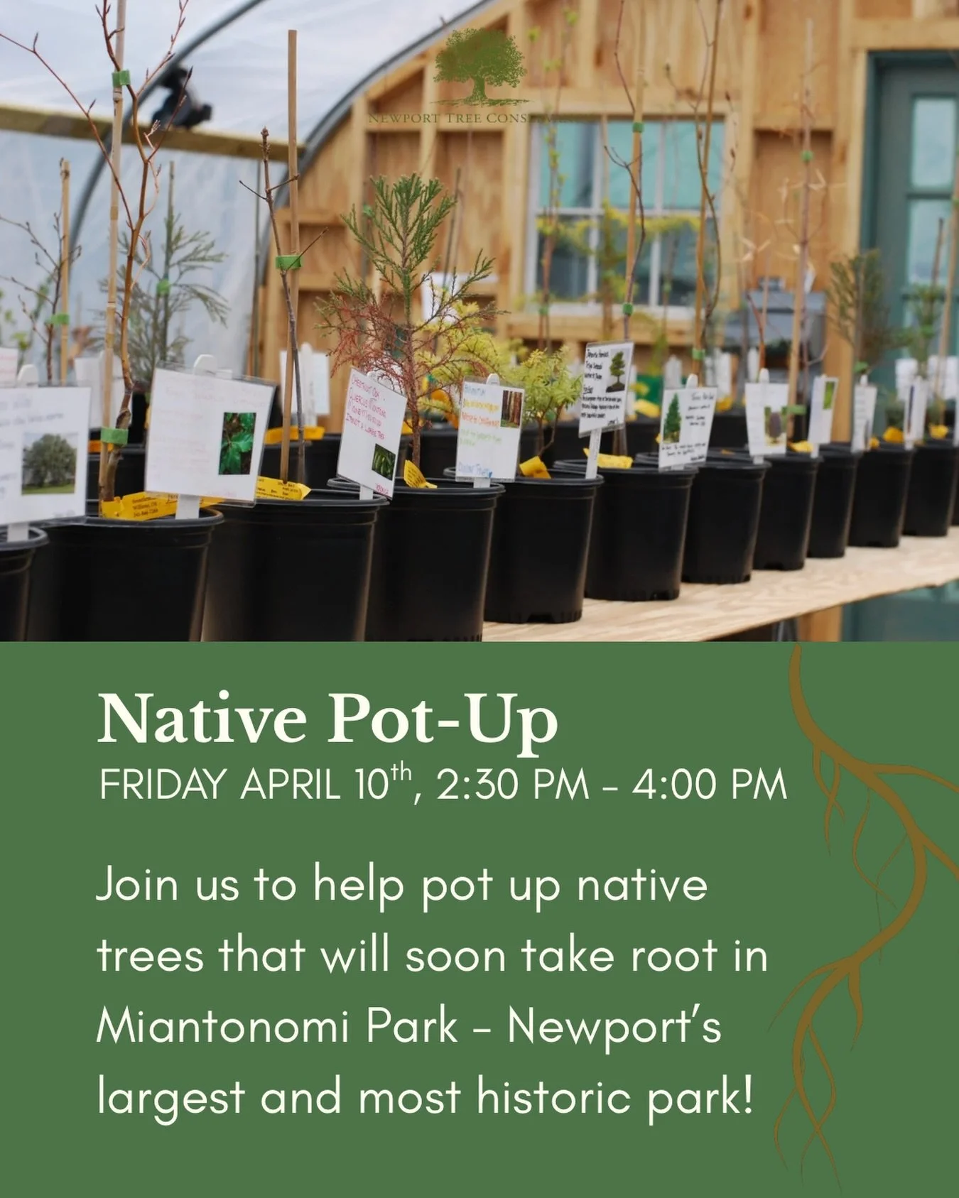 Join us to pot up the future trees of Miantonomi Park. No experience necessary, just a willingness to get your hands dirty!🪴🧤 

Link in bio to register, or click below. 
🔗 https://www.newporttreeconservancy.org/events/native-pot-up-volunteer-event