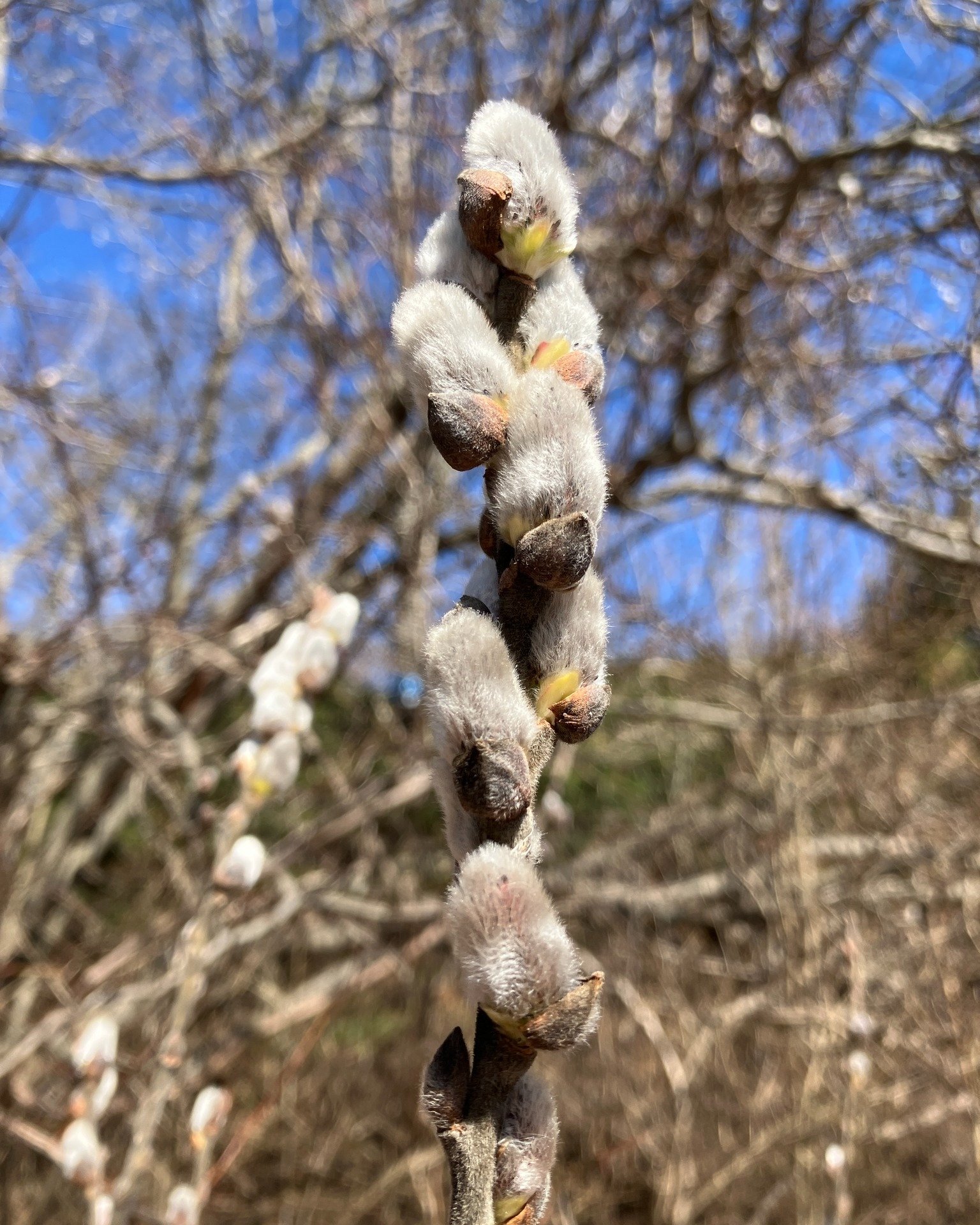 Our feature tree on this chilly Sunday, the native pussy willow (Salix discolor) growing on the embankment between Malbone Ave and the abandoned casino, is a splendid reminder that spring is here. Hundreds of silver-white catkins sway in the breeze, 