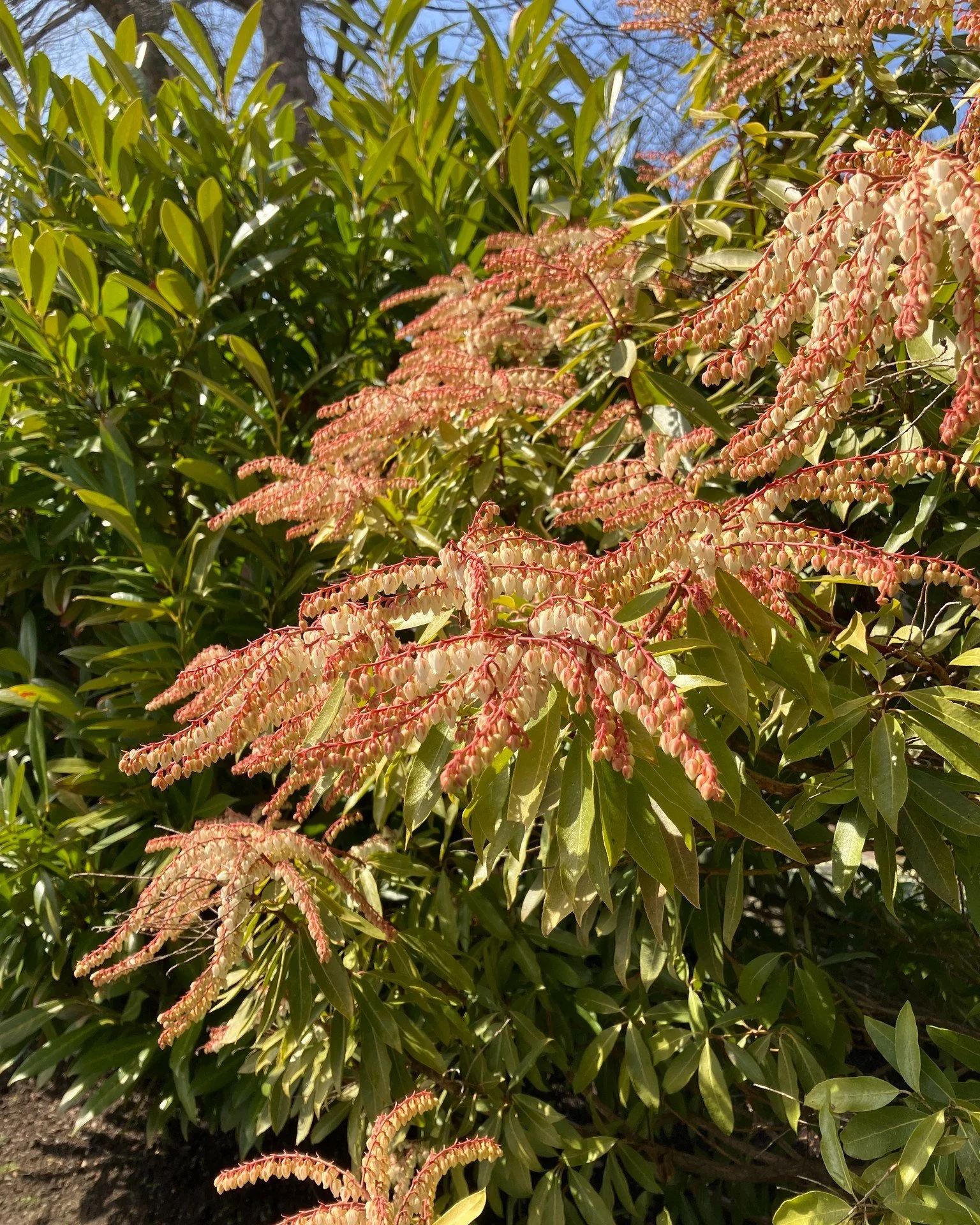 While on the lookout for early spring delights, I stumbled upon the blooming &lsquo;Brouwer&rsquo;s Beauty&rsquo; hybrid Pieris (Pieris &lsquo;Brouwer&rsquo;s Beauty&rsquo;) on Cherry Street in the Point Neighborhood and decided to feature it for our