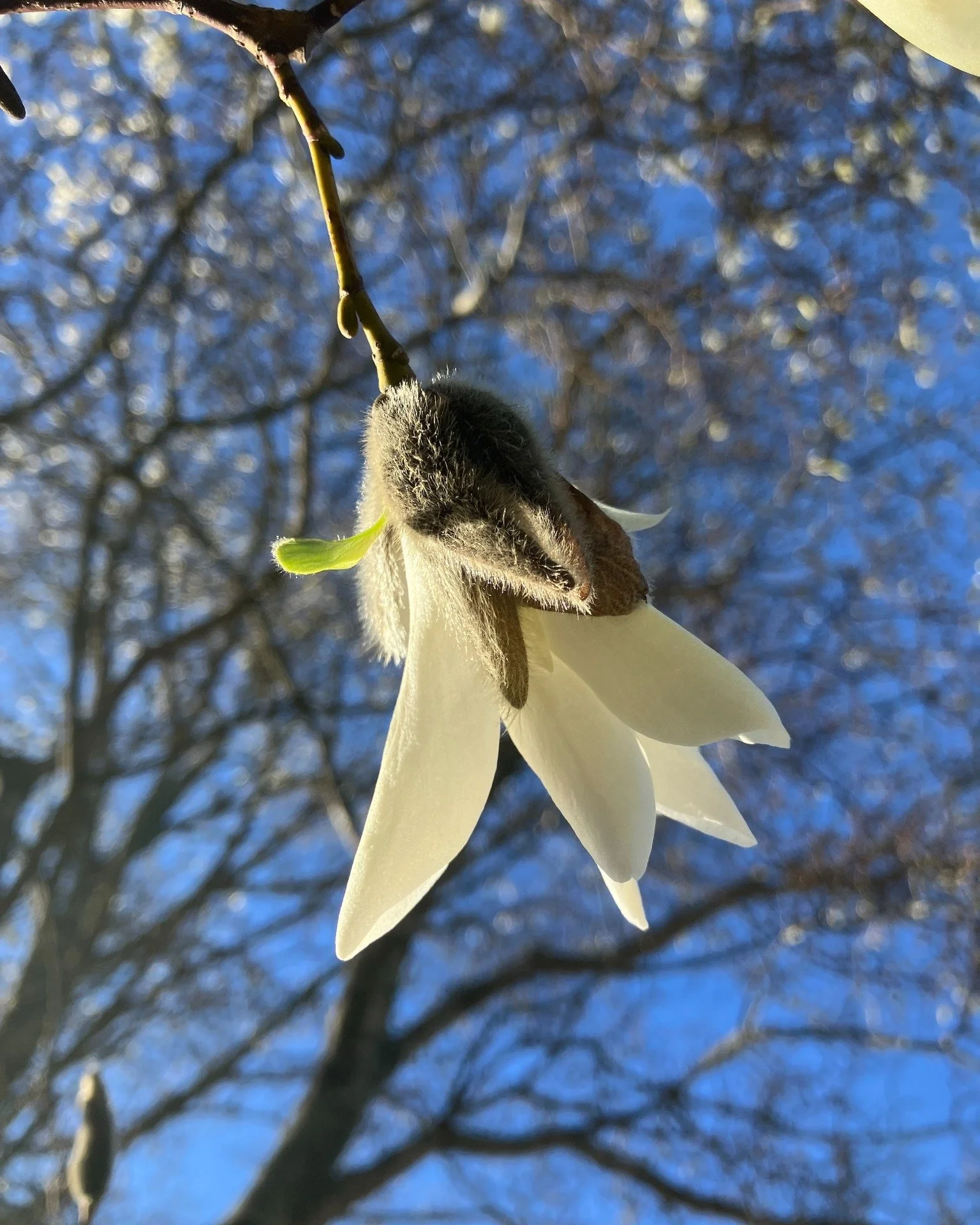 It is always a special time of year when the deciduous magnolias bloom in Newport, and to celebrate this momentous spring occasion, lets admire the beautiful &lsquo;Wada&rsquo;s Memory&rsquo; hybrid magnolia (Magnolia xkewensis &lsquo;Wada&rsquo;s Me