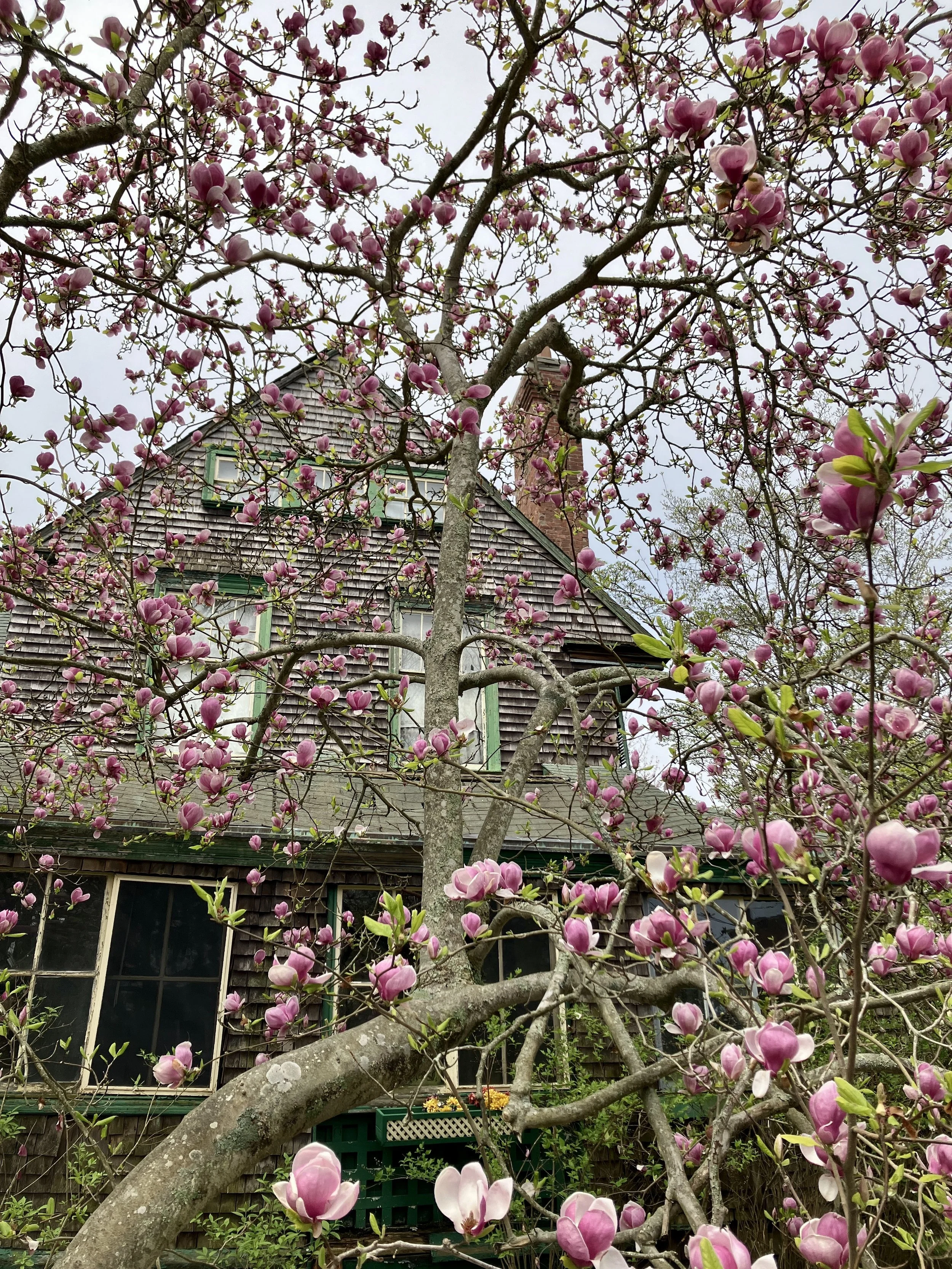 May Tree Walk: Catherine St./Gibbs/Rhode Island Ave.