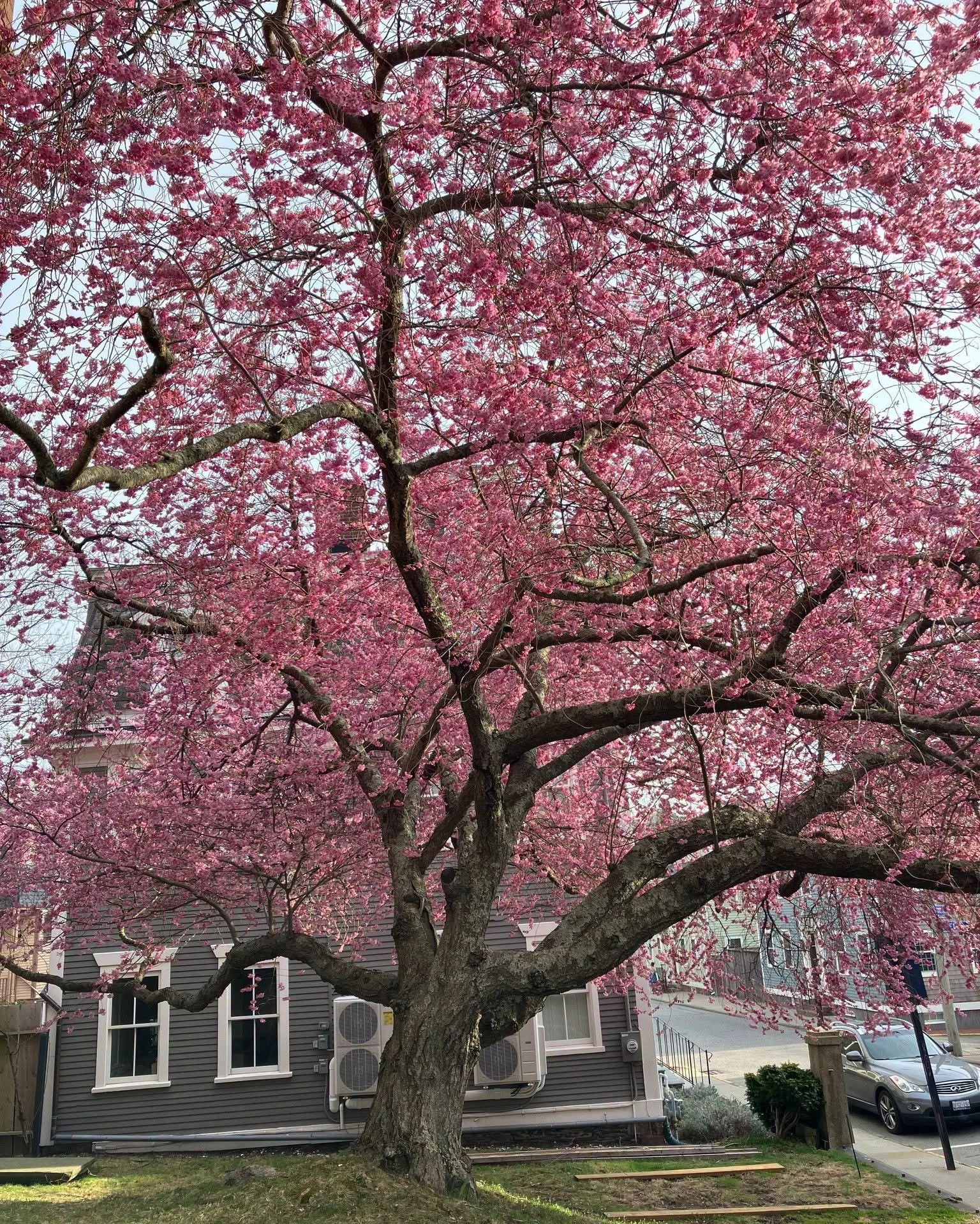 To celebrate one of the most beautiful flowering trees in Newport, let&rsquo;s gaze upon the stunning Higan Japanese flowering cherry (Prunus xsubhirtella), blooming on Spring Street at the Congregational Church. This cherry was incorrectly identifie