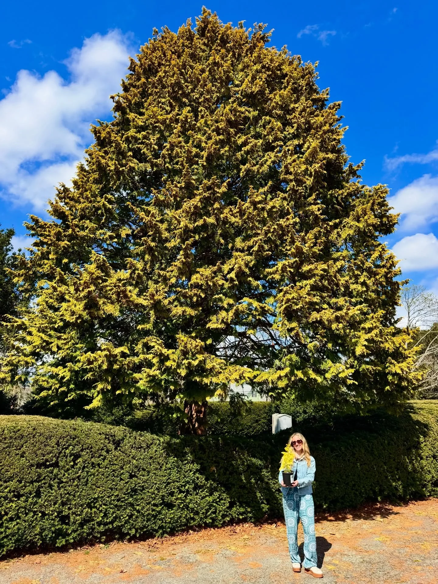 Did someone say&hellip; family reunion? 🌳✨🪴

Last week we took our scions back to their roots and introduced them to their parent trees, a full circle moment! 

#newportri #trees #scion #graft #rootstock
