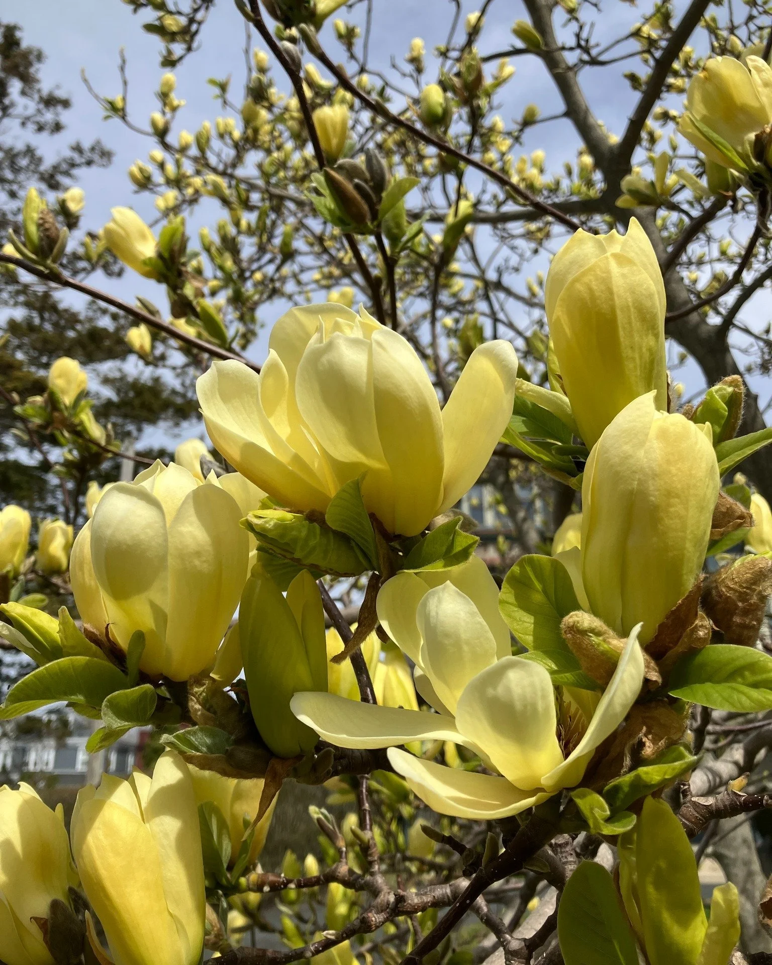 This week, we are featuring my first yellow magnolia (Magnolia &lsquo;Butterflies&rsquo;) since I started at the Newport Tree Conservancy, which is a great surprise because they are one of spring&rsquo;s greatest treasures in Rhode Island. Our featur