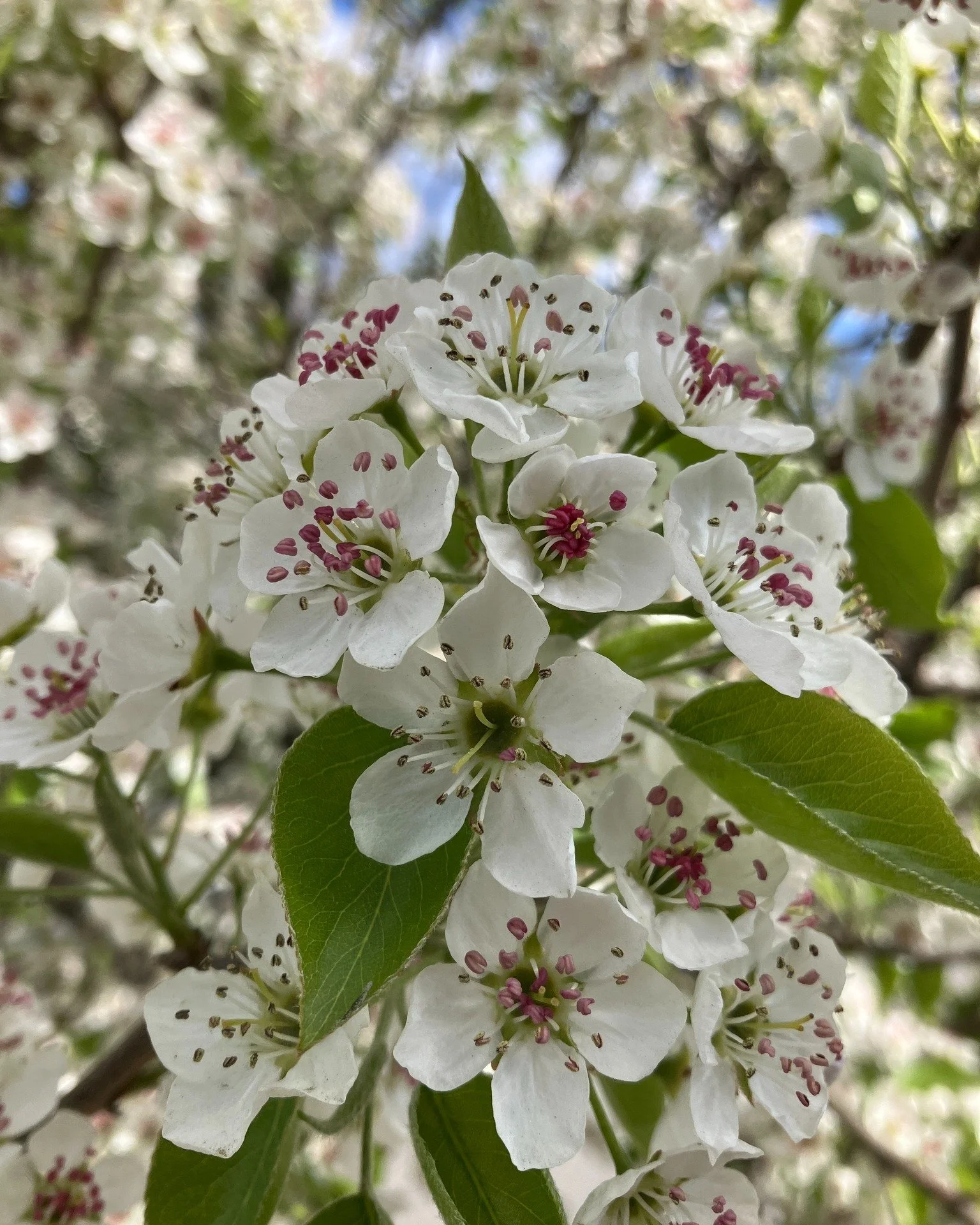 Let&rsquo;s discuss a rather interesting selection of ornamental pear (Pyrus x triploida Chastity &reg;), with a rather interesting trademark name, located on Broadway at the intersection with Fowler St. The name Chastity&reg; is fitting, considering
