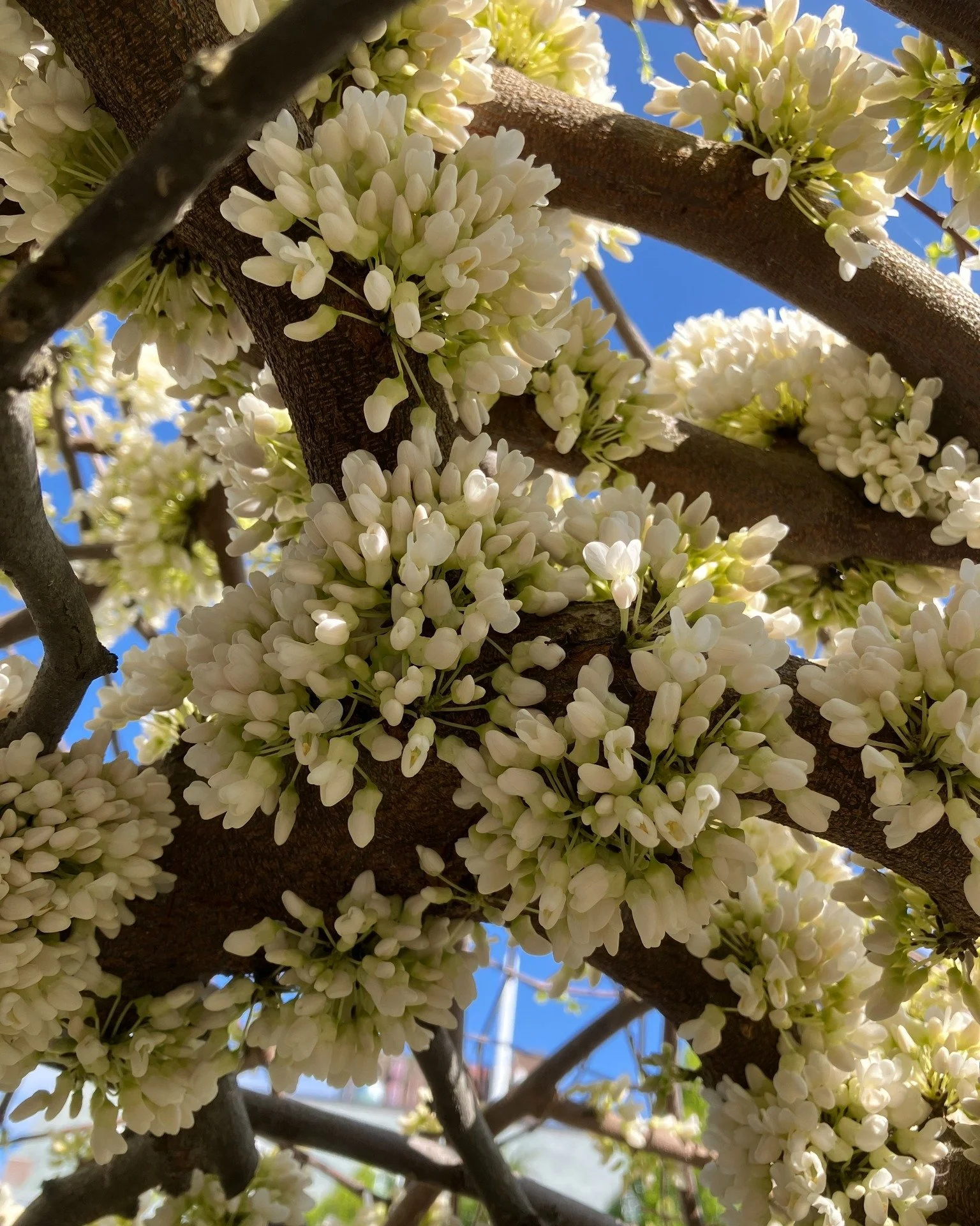 Our deserving feature tree for this week is the astonishing Vanilla Twist Redbud (Cercis canadensis &lsquo;Vanilla Twist&rsquo;), planted against a building at the intersection of Bellevue and Church Street. &lsquo;Vanilla Twist&rsquo; is rather unus