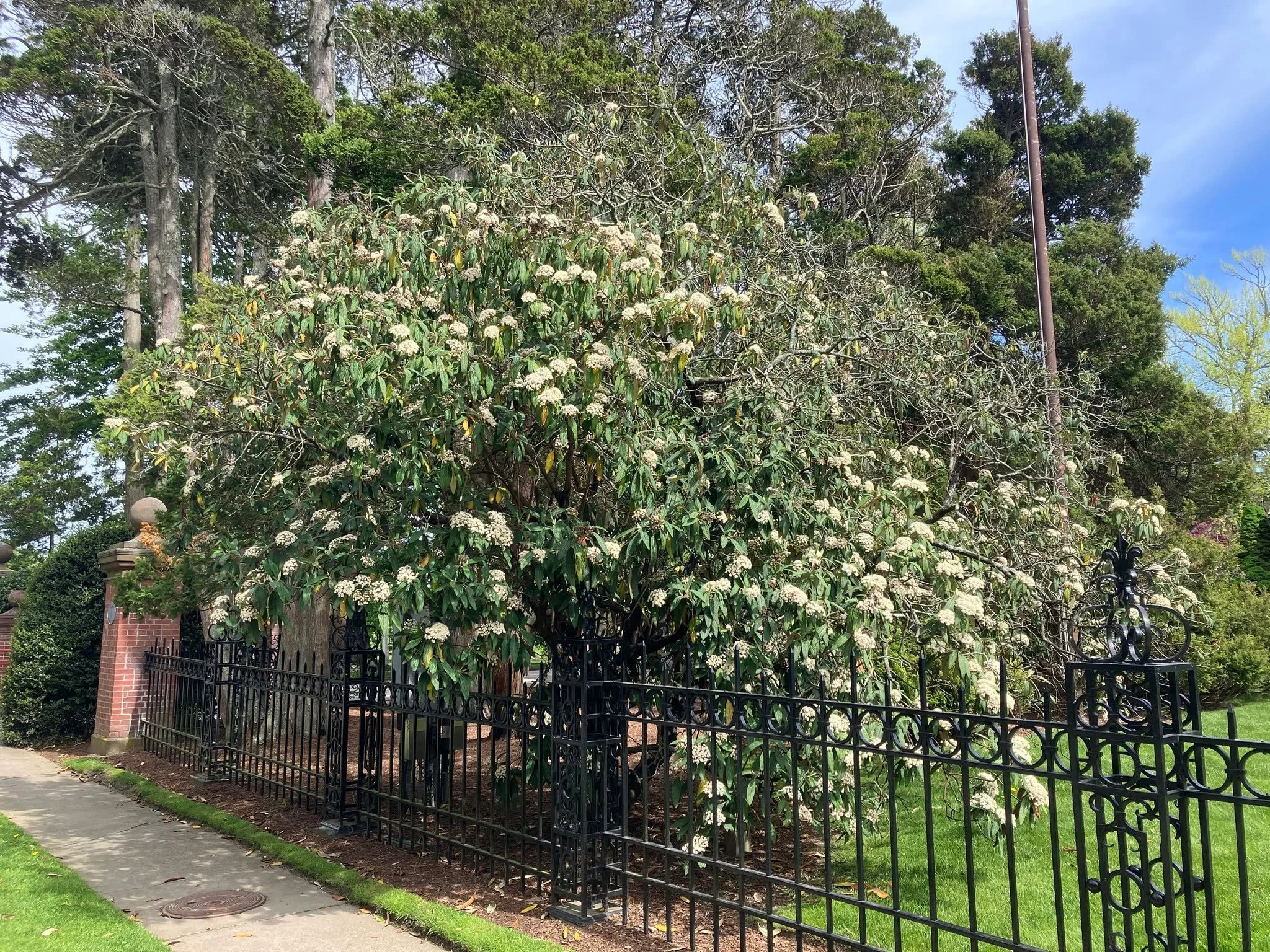 This week&rsquo;s tree is the fairly rare leatherleaf Viburnum (Viburnum rhytidophyllum) from the remote regions of central and western China. In full bloom on Leroy Street, this massive sprawling shrub has achieved tree status, standing over 15 feet