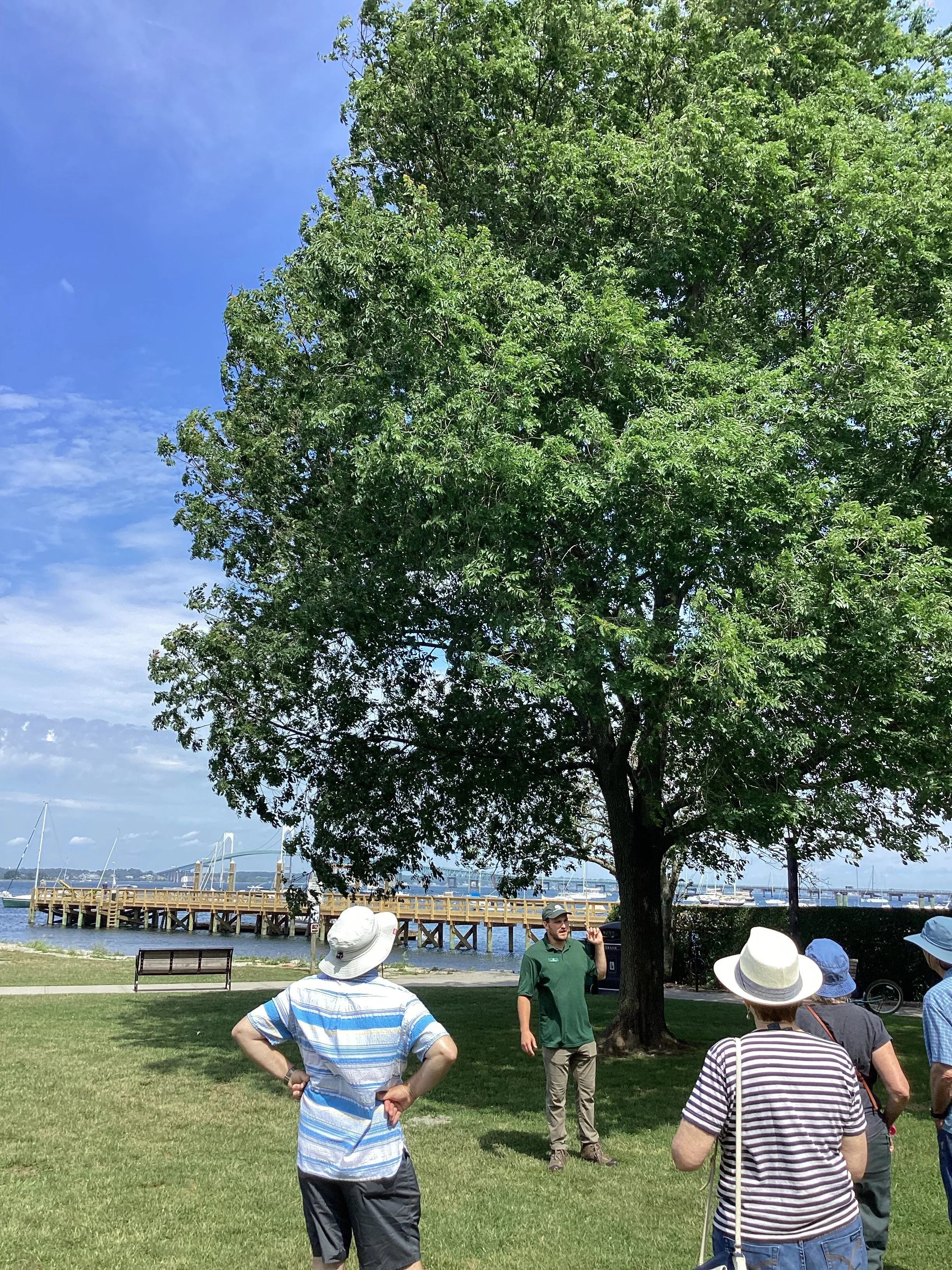 June Tree Walk: Storer Park/Hunter House