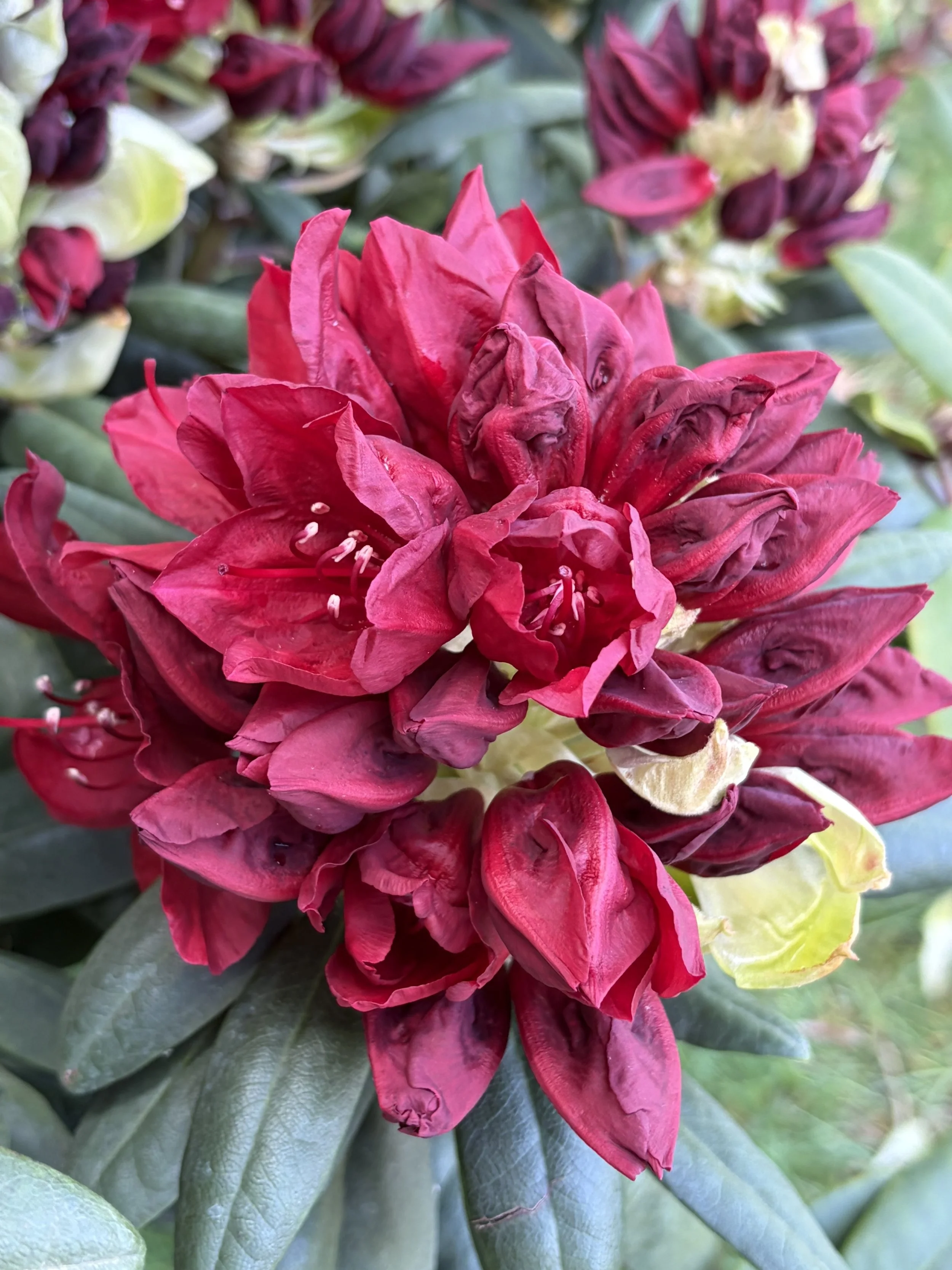 Francesca: A Rhode Island Rhododendron