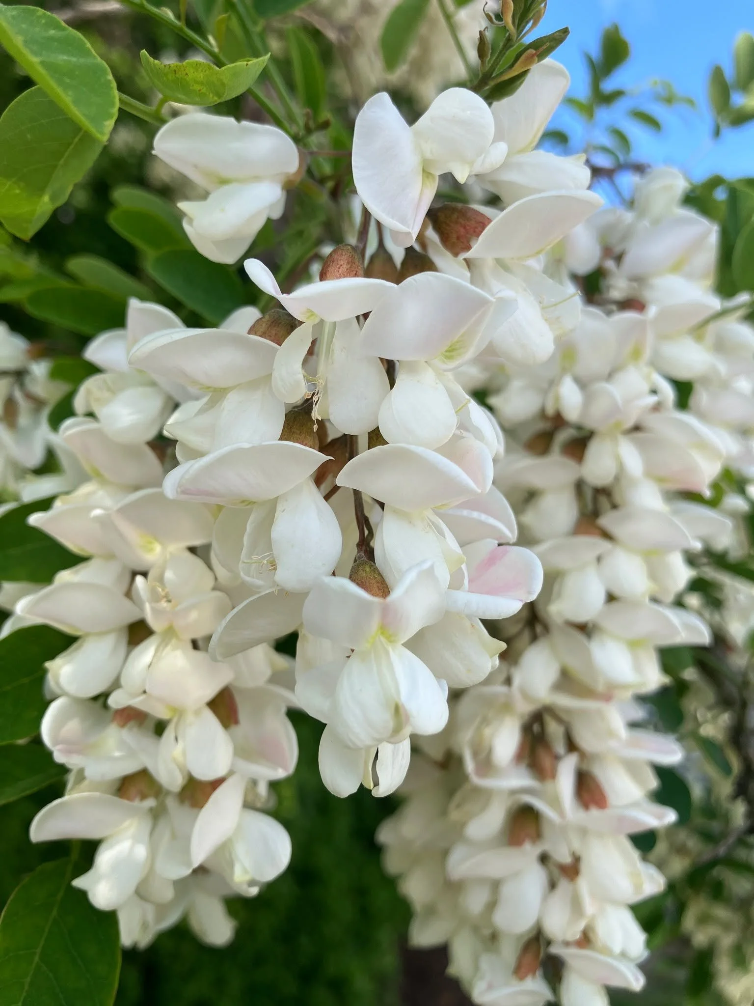 We have a polarizing species to discuss in this week&rsquo;s post, the naturalized black locust (Robinia psuedoacacia), located on Ayrault near the Catherine intersection. While beautiful in flower in late spring, its weedy nature and inconsistent ap