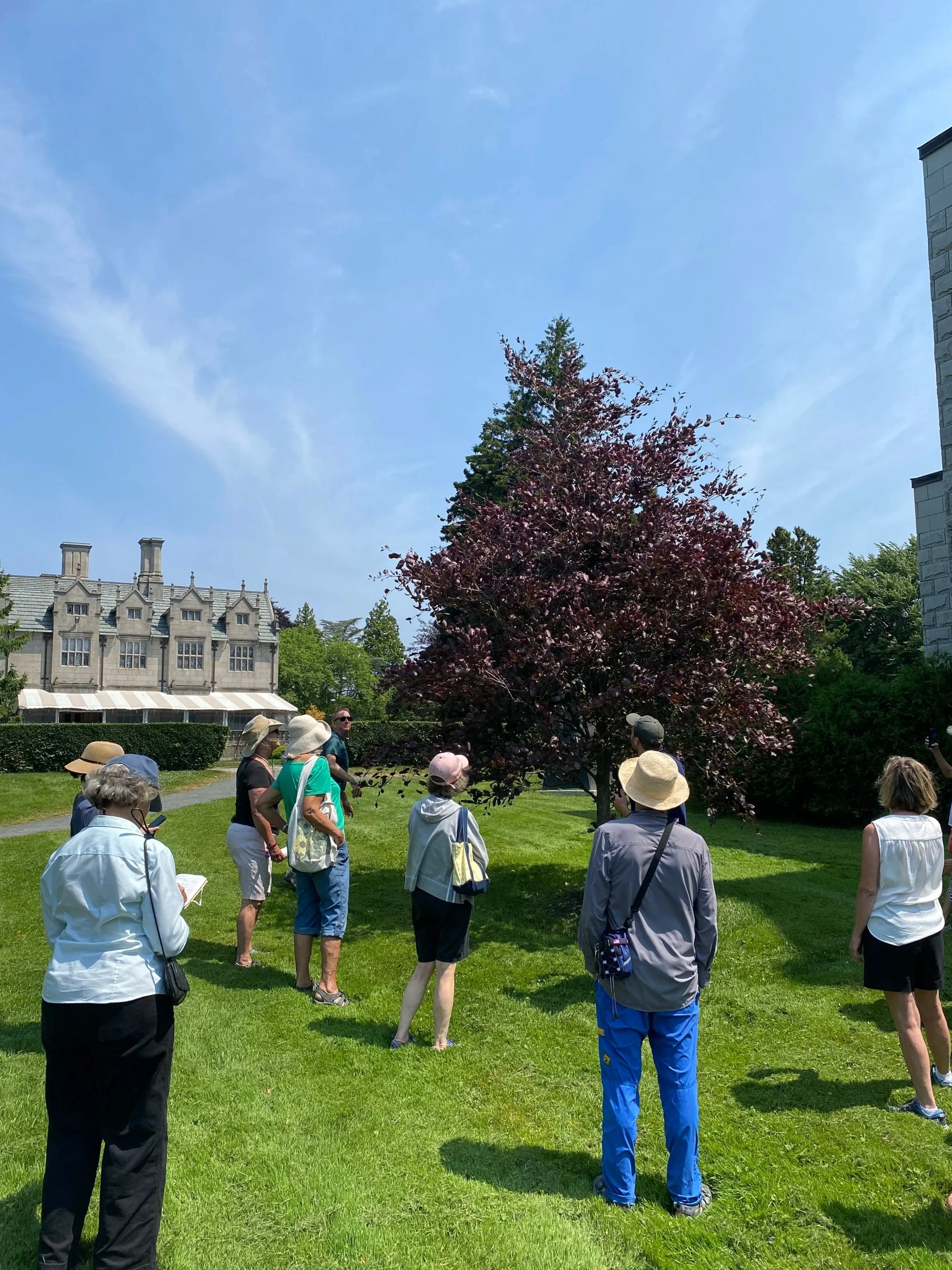 July Free Tree Walk: Salve Regina