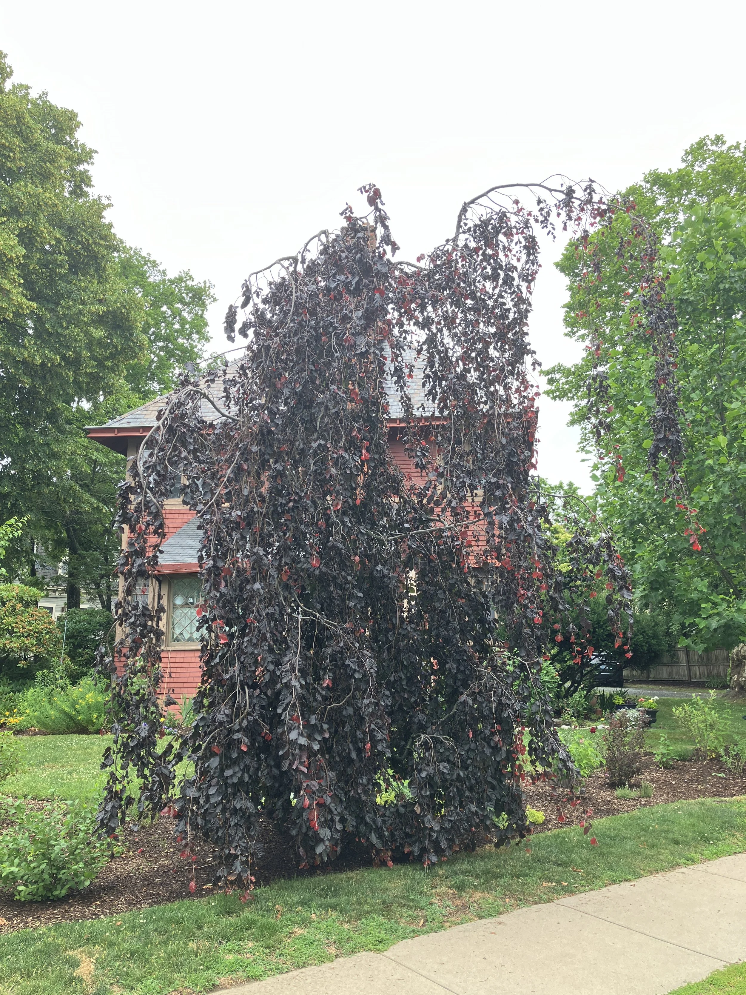August Free Tree Walk: Ayrault/Francis/Everett