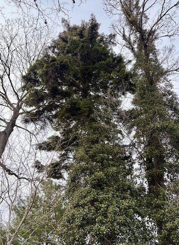 The Mystery Fir of Newport