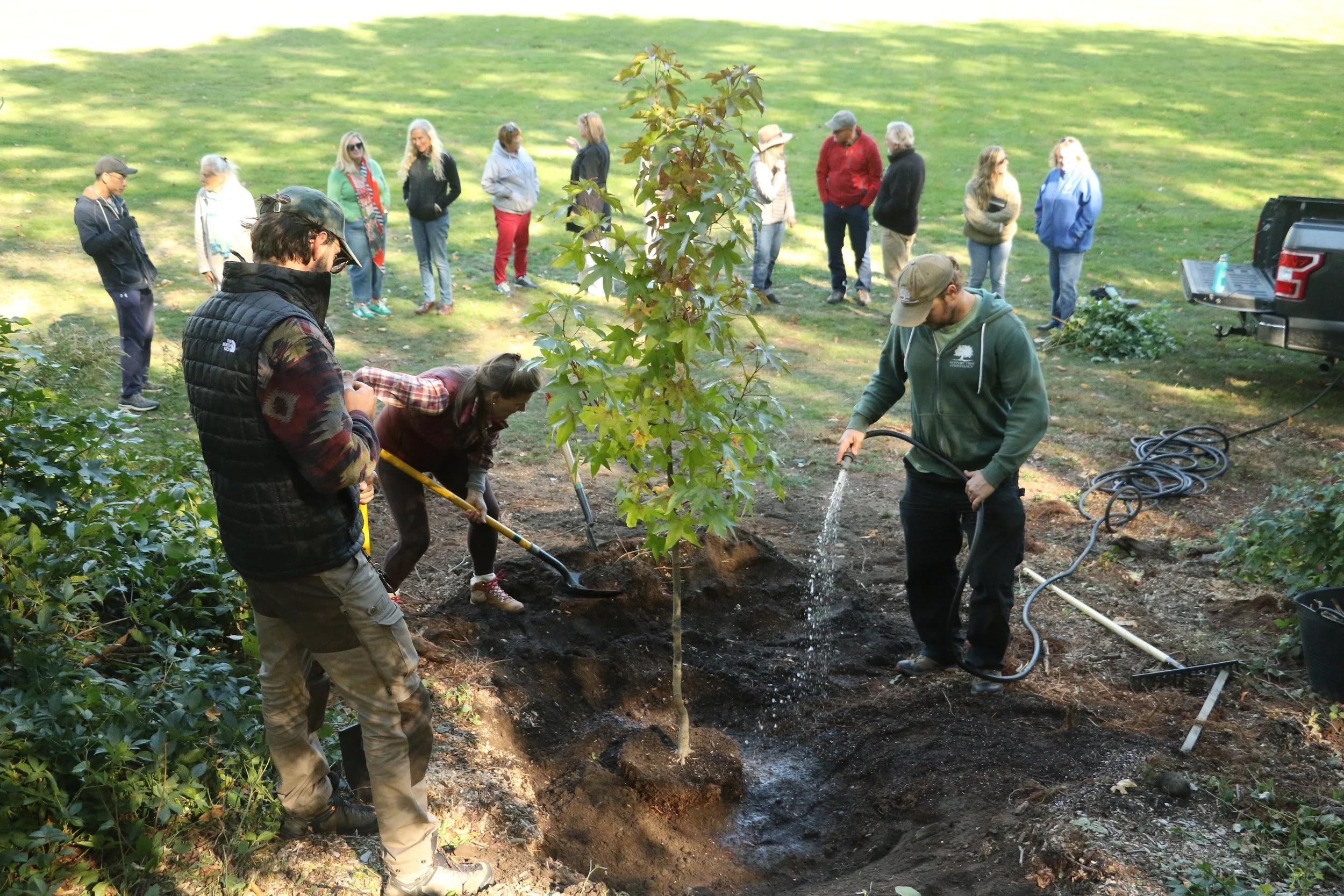 October - Planting of the Morton Park sweetgum graft, replacing the mighty tree that fell last year with a clone grown by NTC.