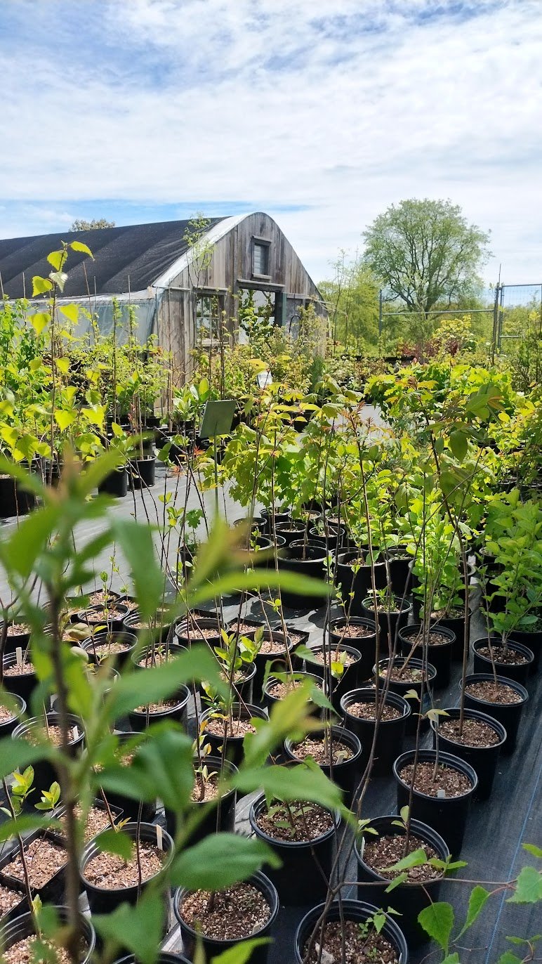 May - One last green Spring at the Heritage Tree Center at Roger’s Highschool, our nursery’s home from 2017 until summer of 2025.