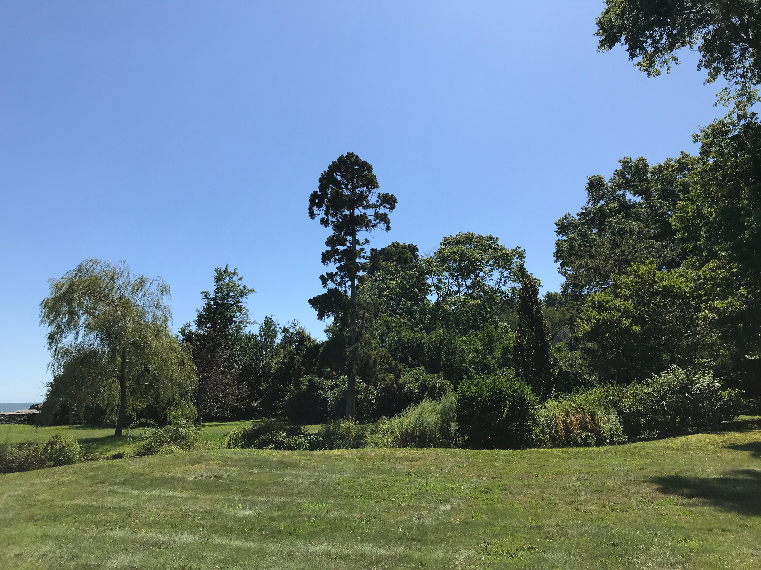 IMG_4764 tree line cryptomeria.jpg