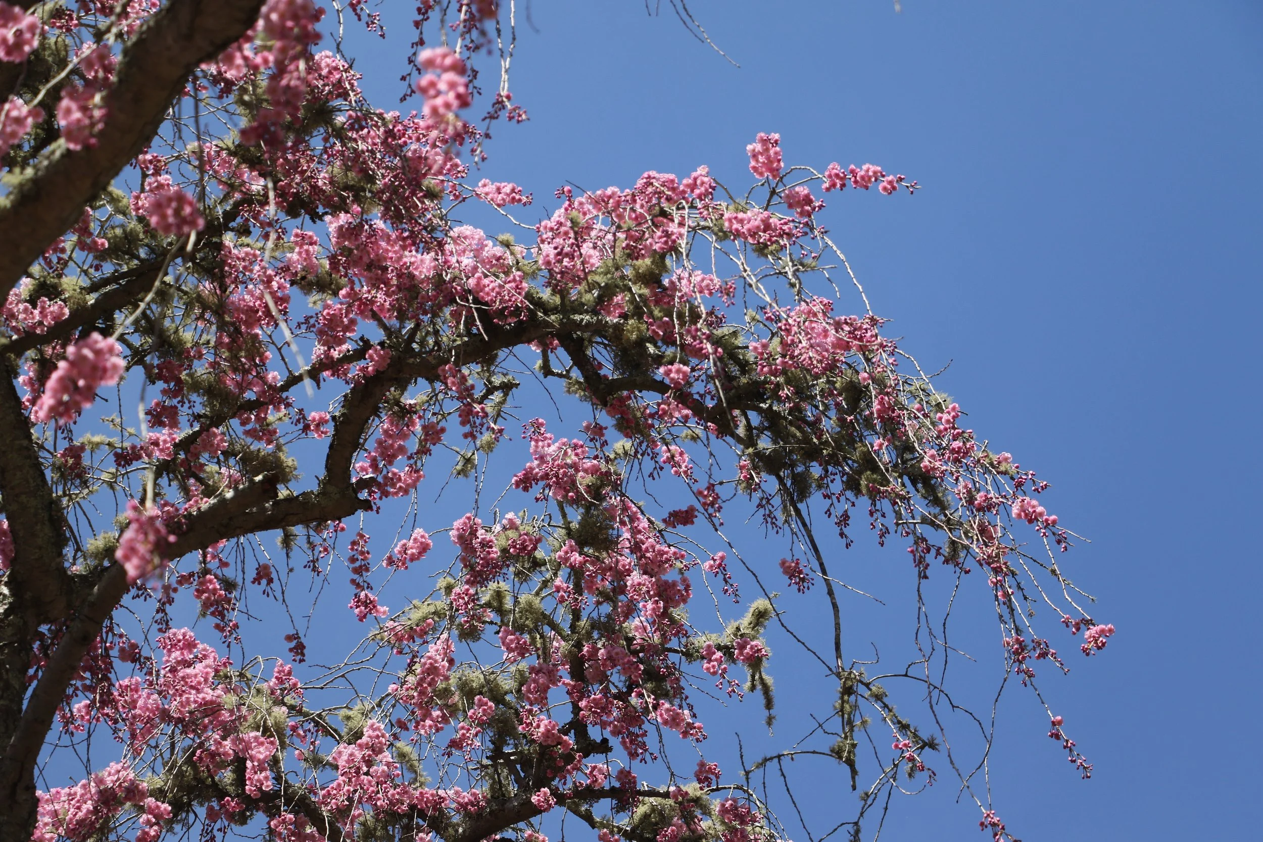 Lichen in the Trees: A Worry or a Wonder? — Newport Tree Conservancy