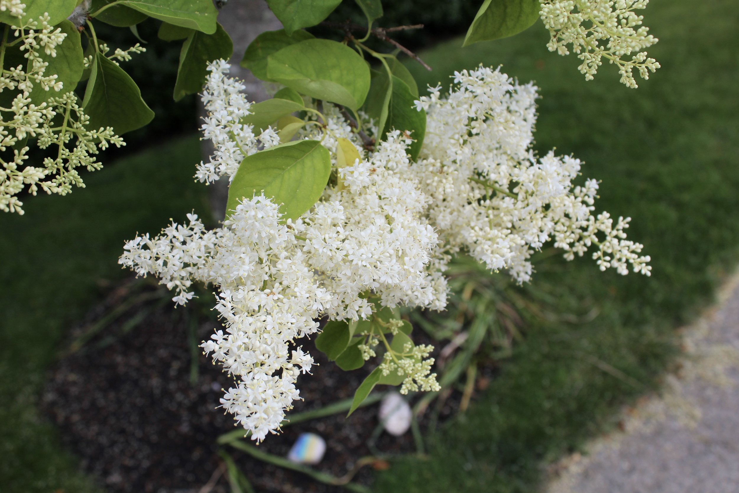 Specimen Tree Program — Newport Tree Conservancy