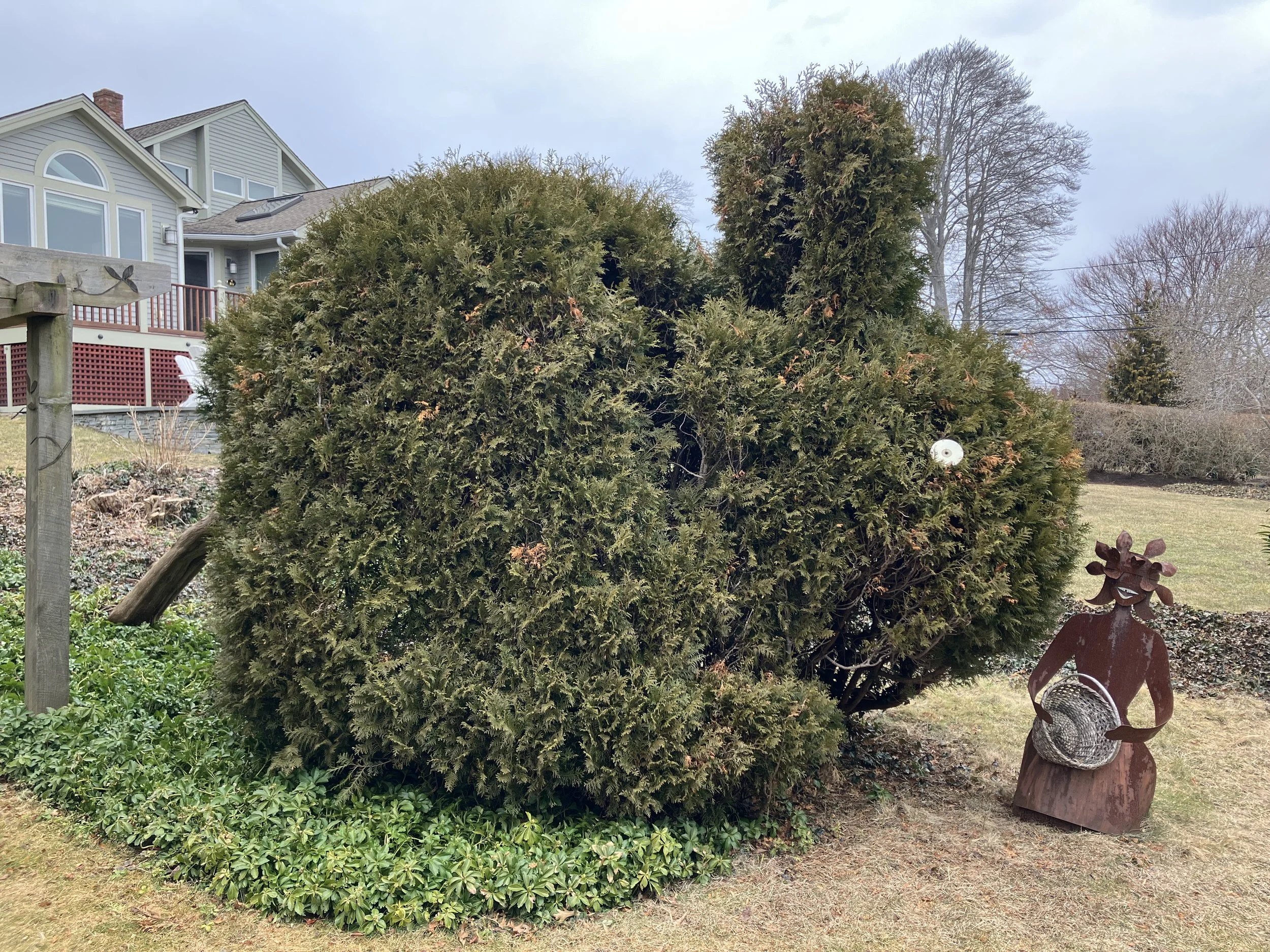 February - An unexpected topiary in a private garden, created with great love from an eastern arborvitae ( Thuja occidentalis)  that tipped but continued to grow