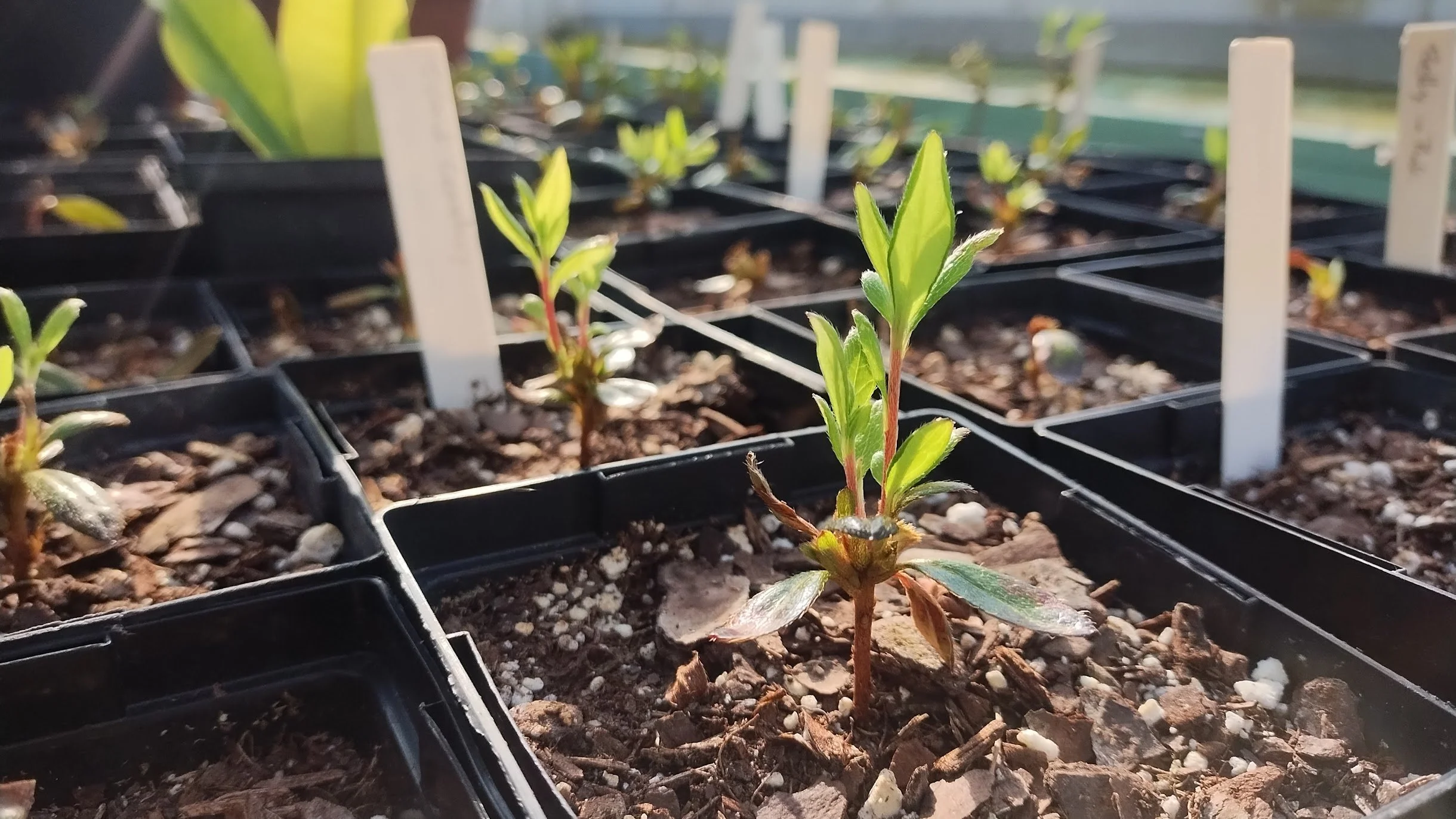 January - The first new growth on our Island Cemetery azalea cuttings growing in the heated glass house.