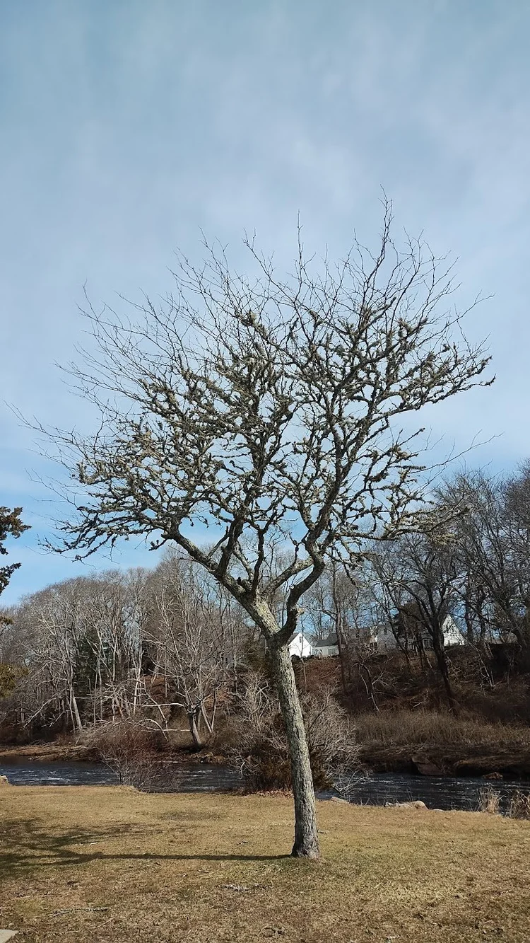 Lichen in the Trees: A Worry or a Wonder? — Newport Tree Conservancy