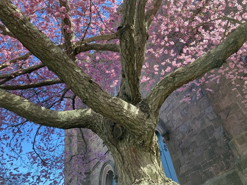 April - The stunning Higan type cherry at Newport Congregational Church on Spring street.