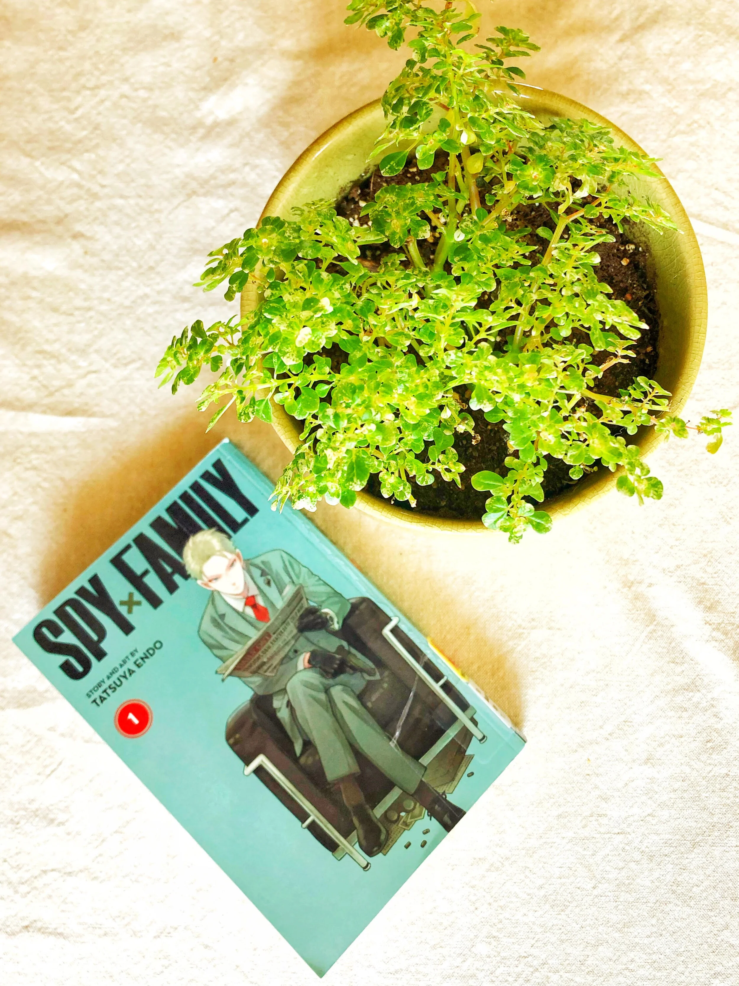 Manga Review Spyxfamily Vol 1 By Tatsuya Endo Shelf Space