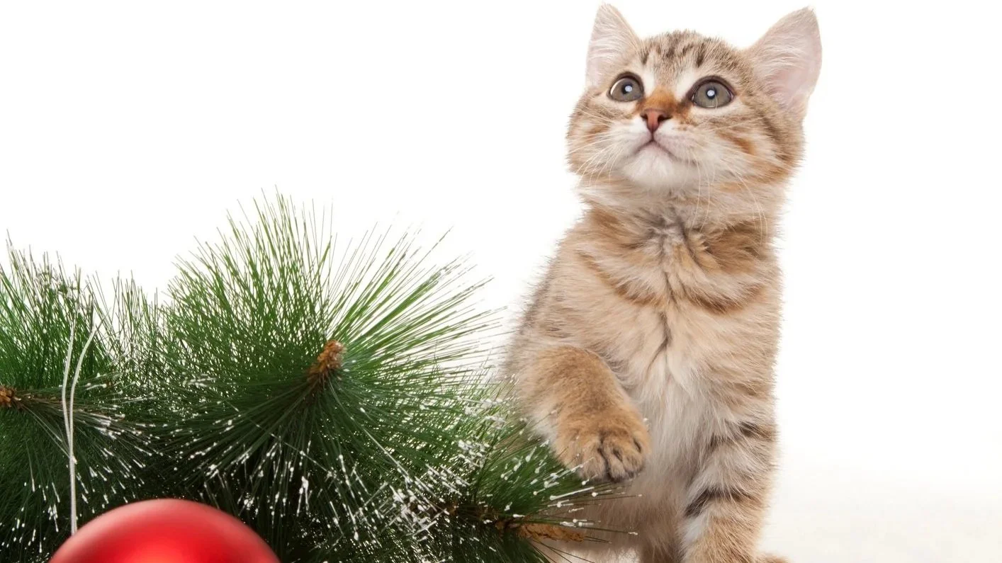 Staying Safe This Christmas