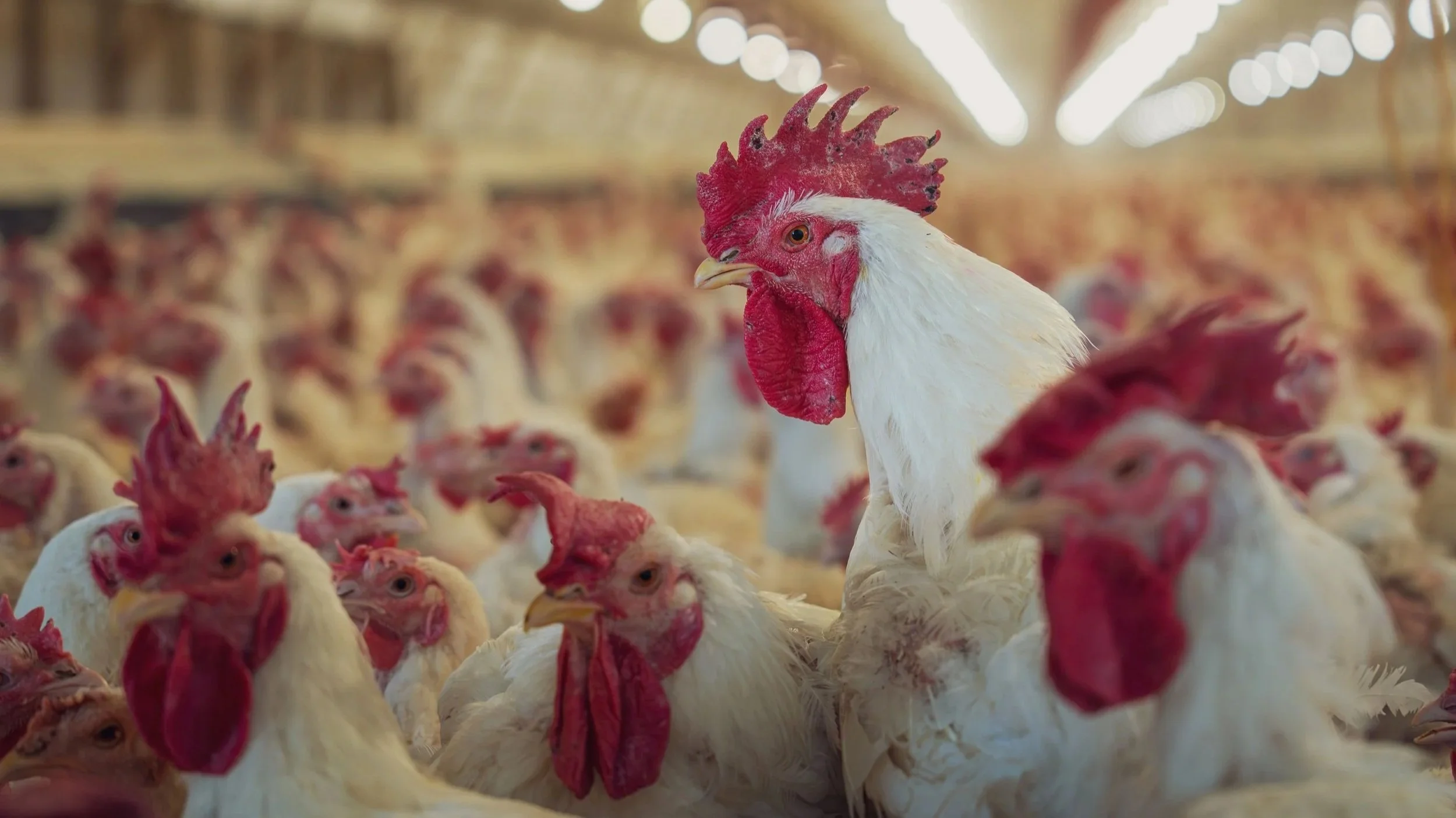 Farm Operator Sentenced